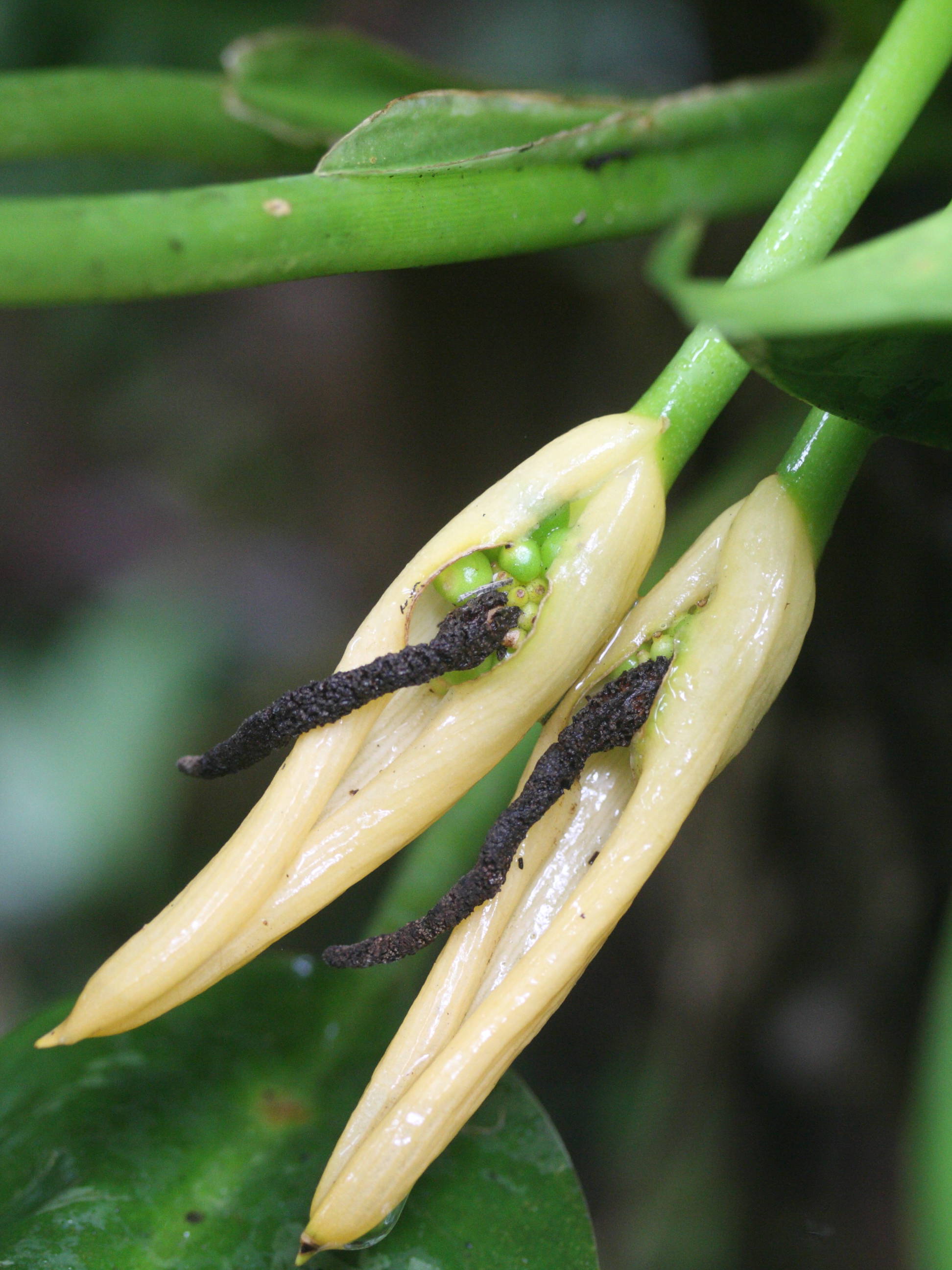 dieffenbachia_seguine6md