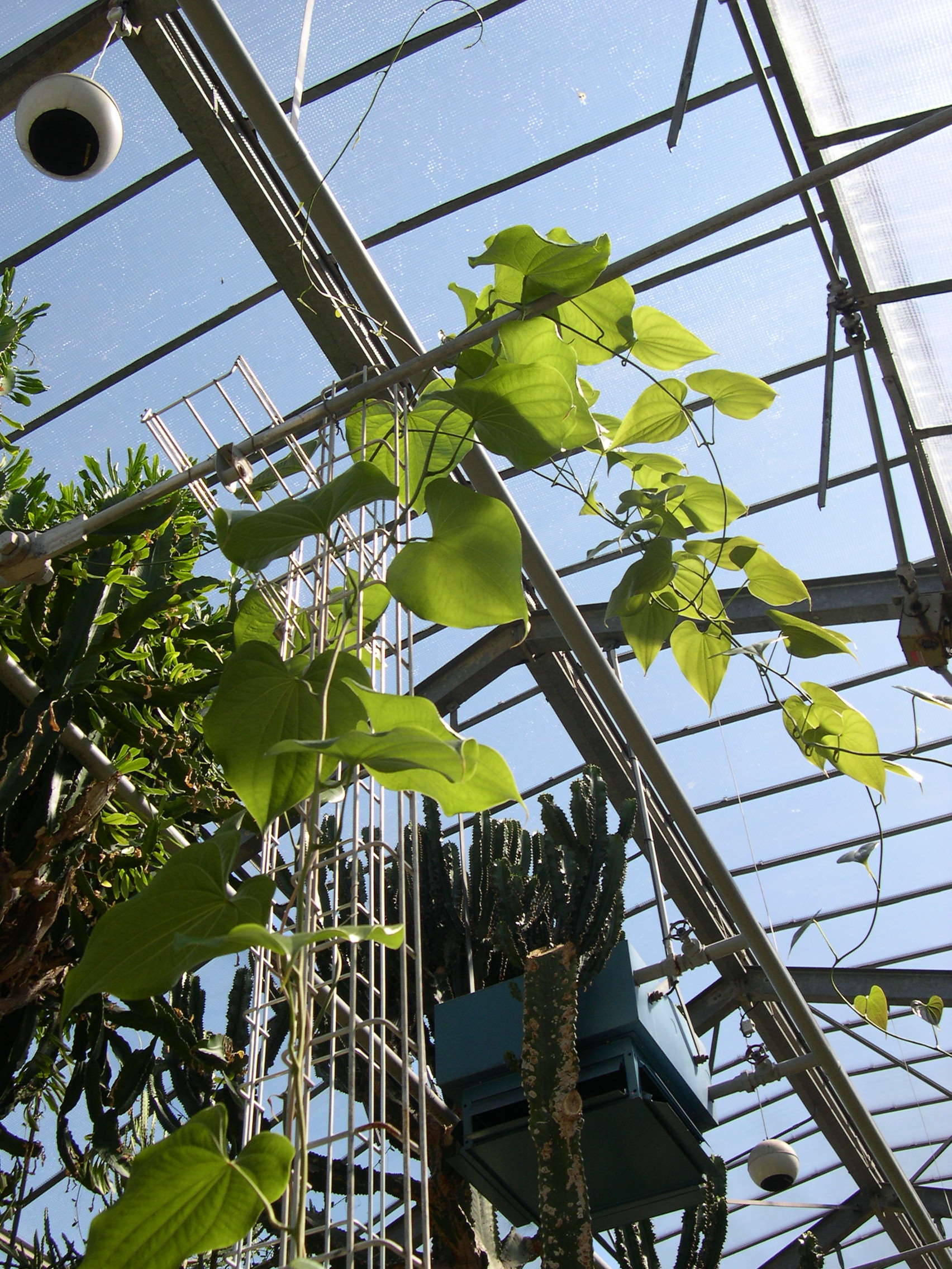 Afficher le média dioscorea_elephantipes2md dioscorea_elephantipes2md