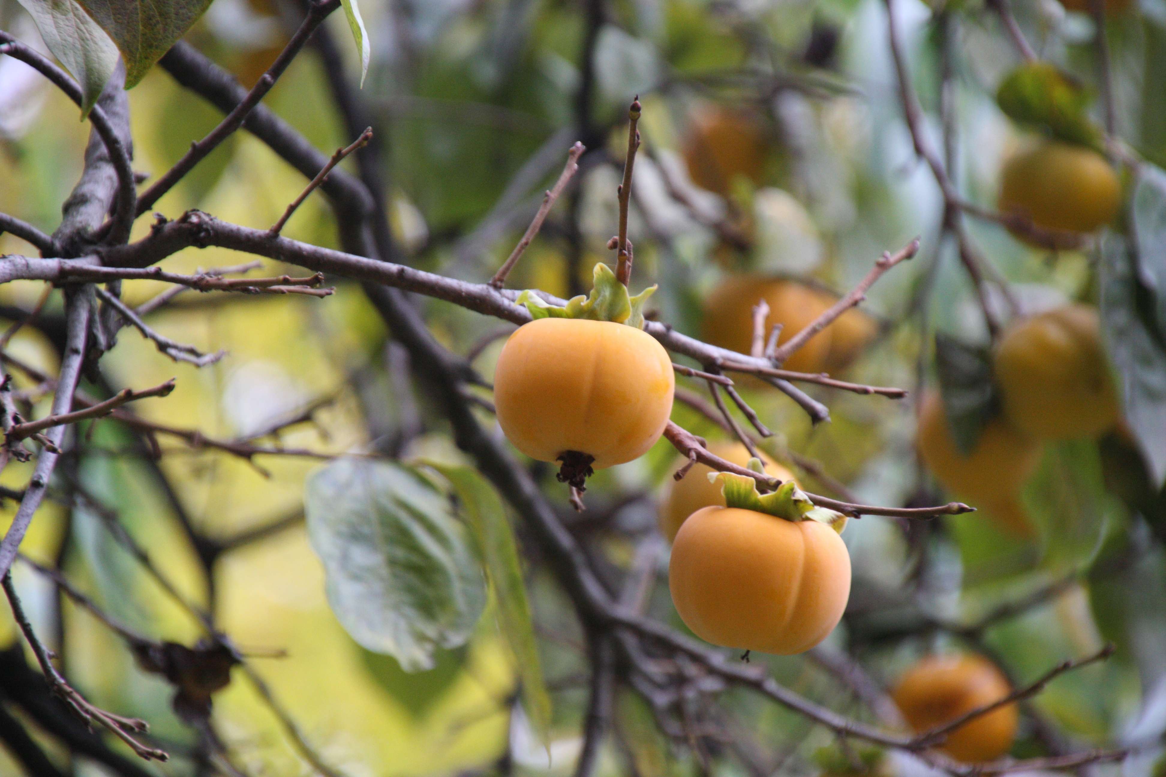 Afficher le média diospyros_kaki6bd diospyros_kaki6bd