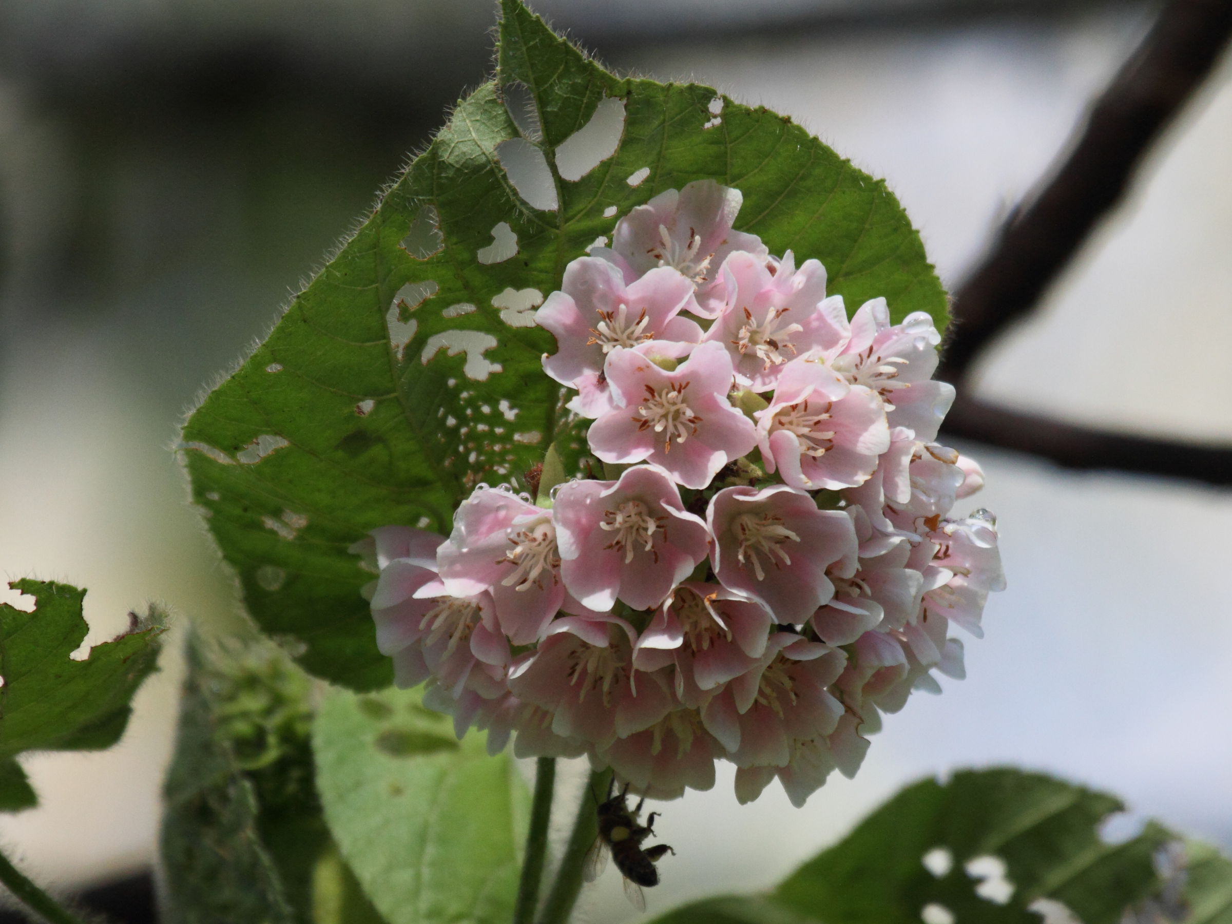 dombeya_ficulnea1bd