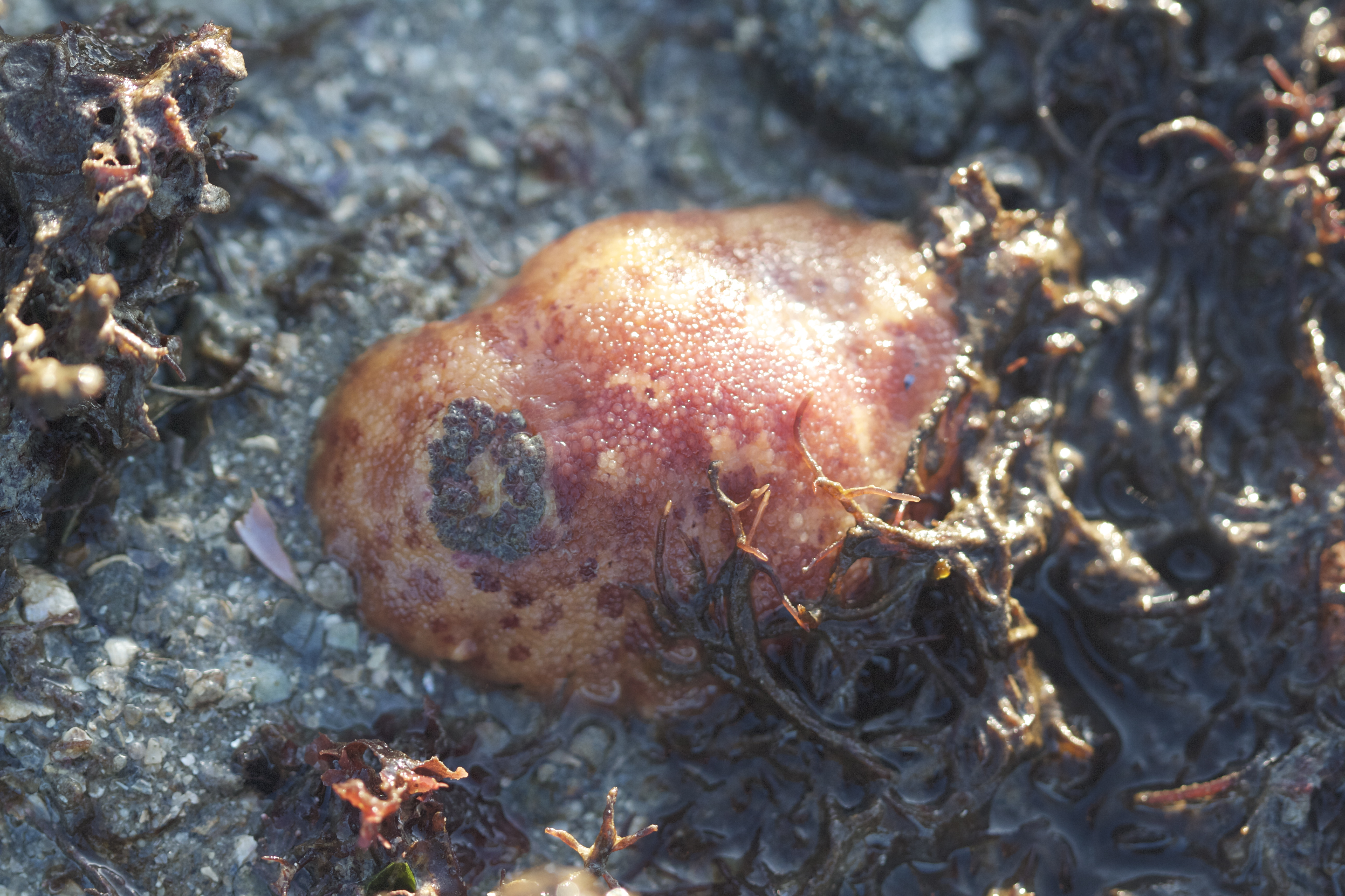 doris_pseudoargus1bd