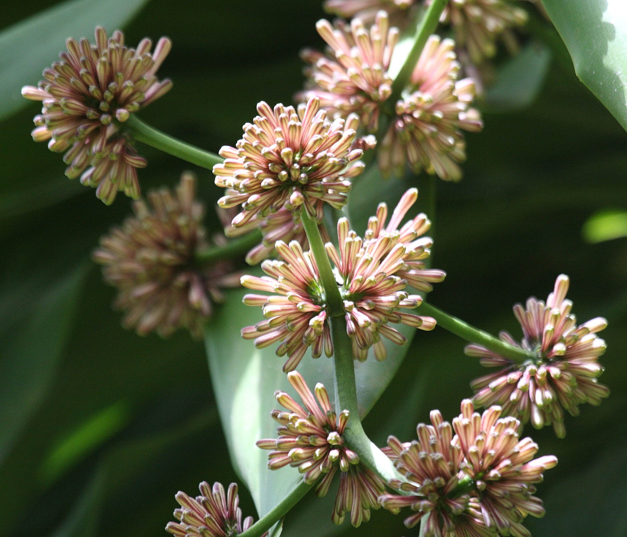 dracaena_fragrans3bd