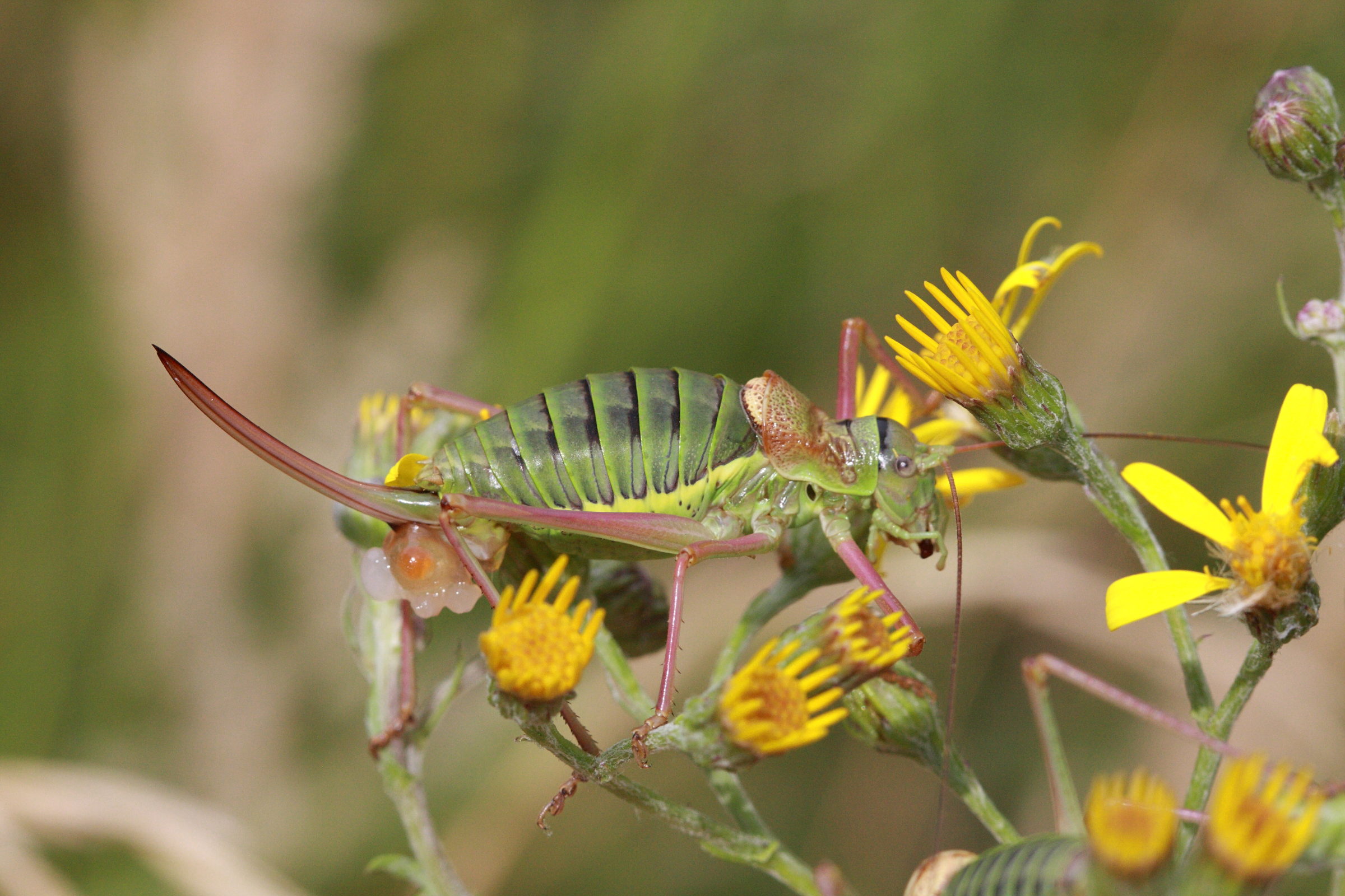 Afficher le média ephippiger_ephippiger5bd ephippiger_ephippiger5bd