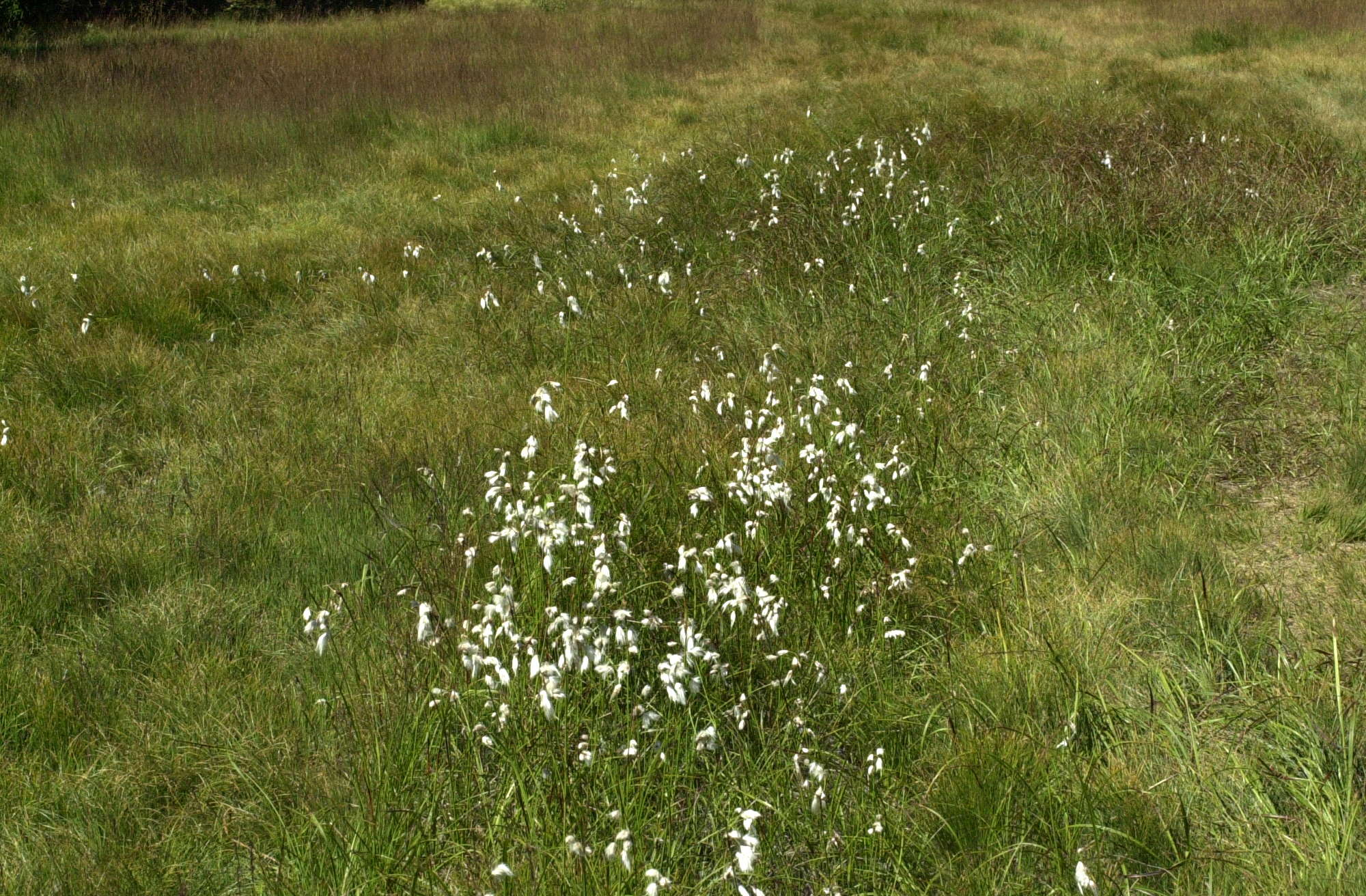 eriophorum_angustifolium1md
