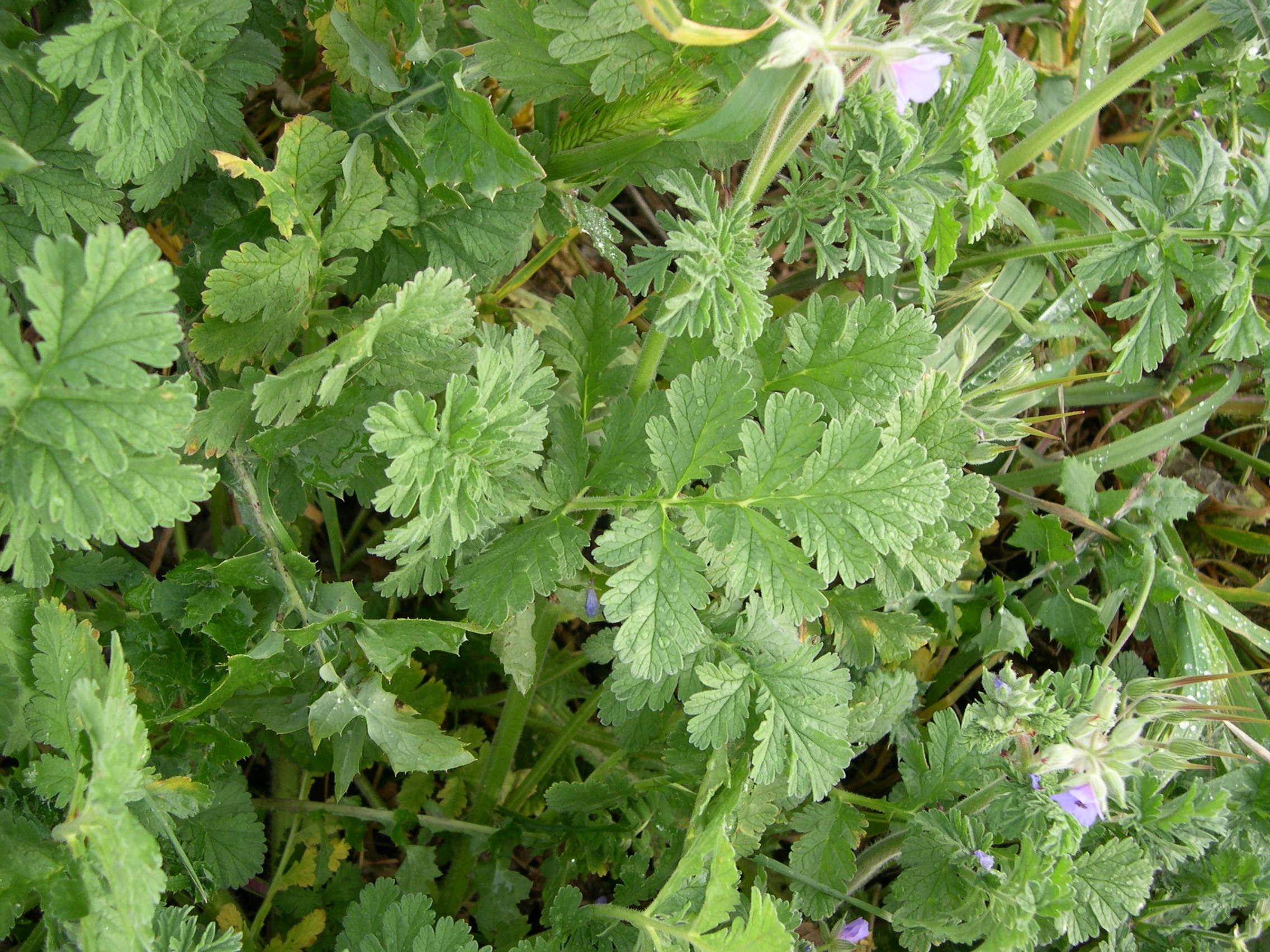 erodium_ciconium7md