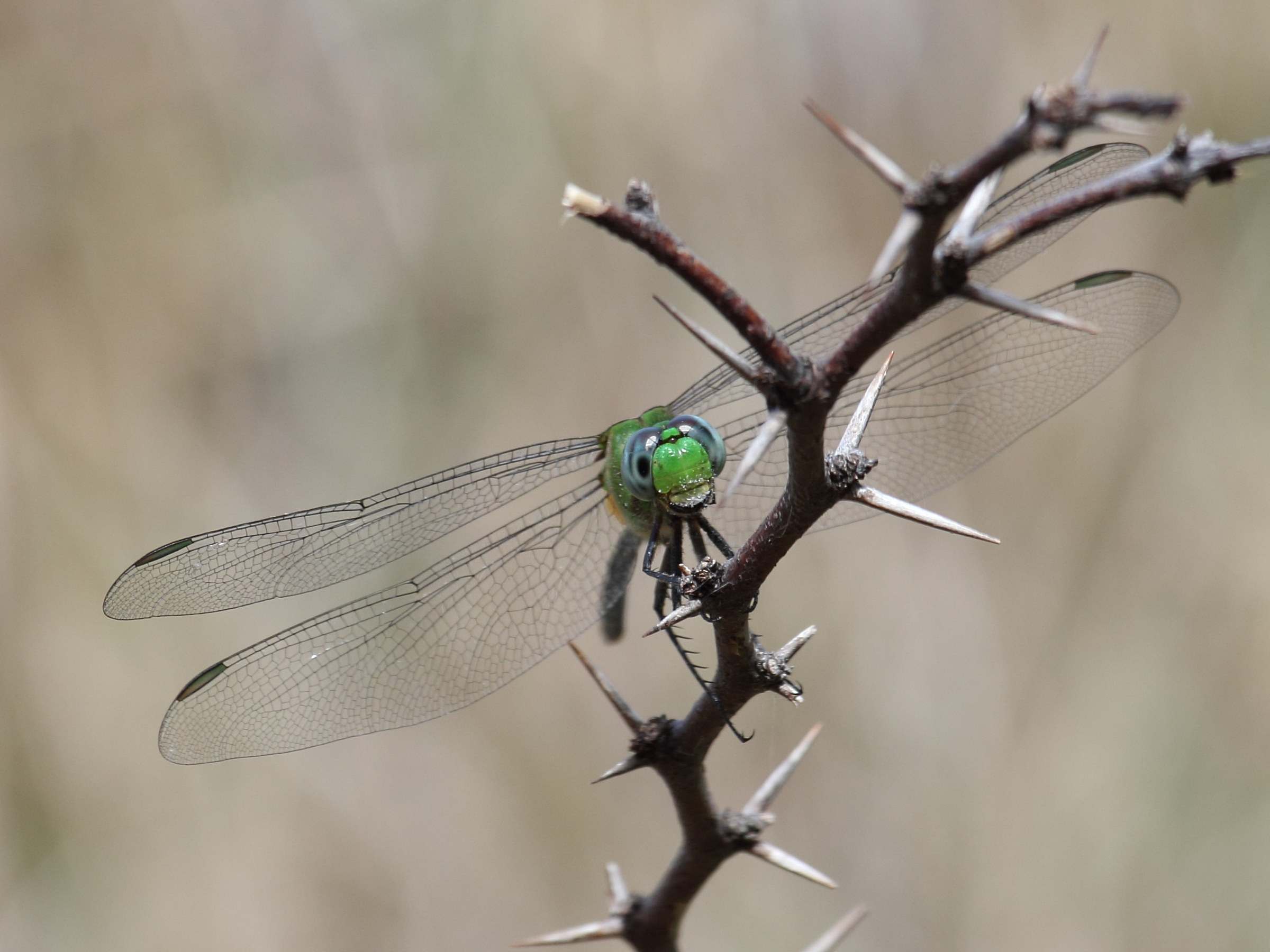erythemis_vesiculosa5sd