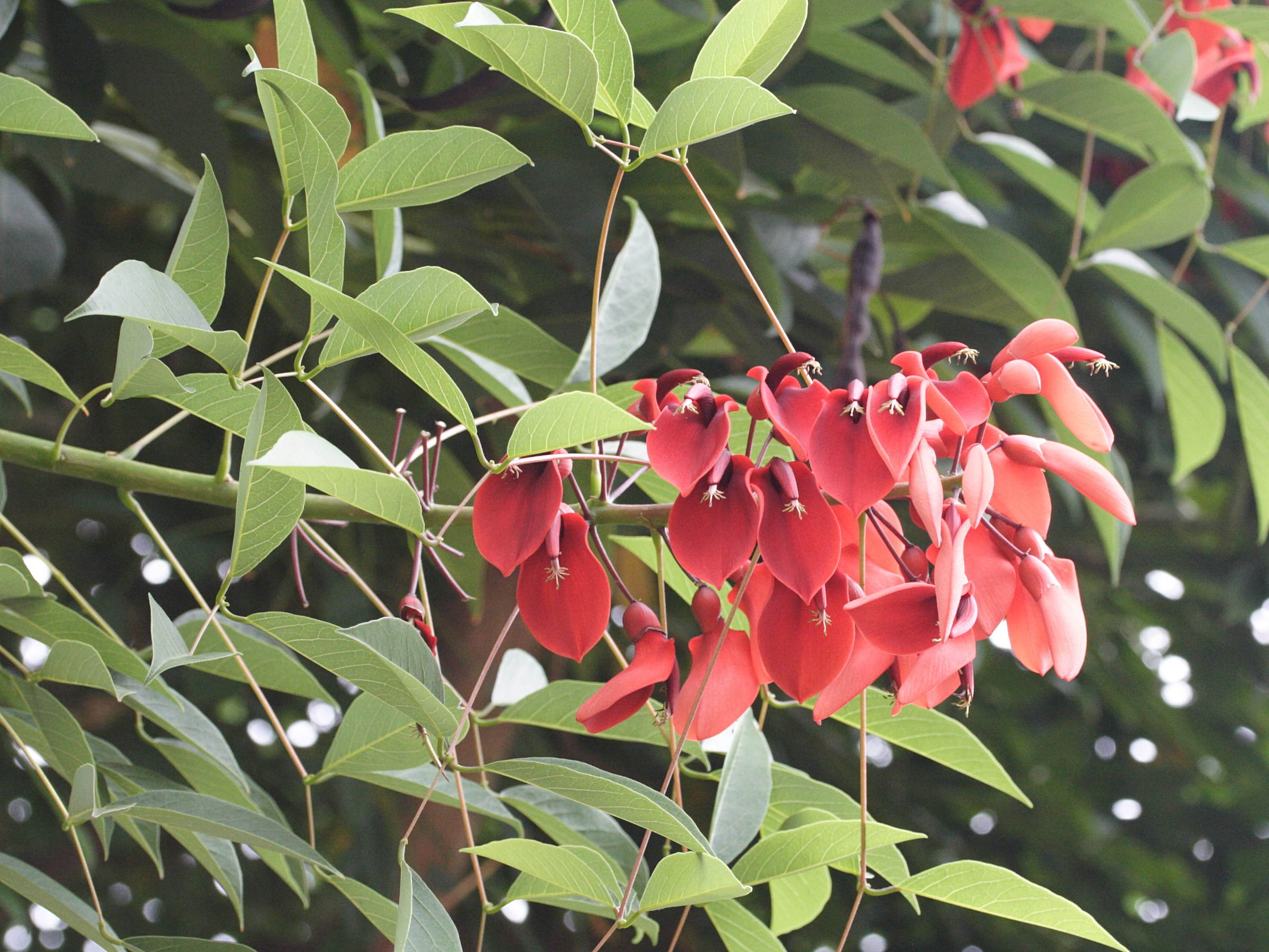 erythrina_crista-galli4md
