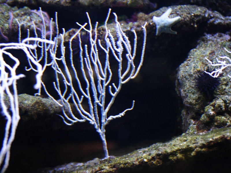 eunicella_singularis1md