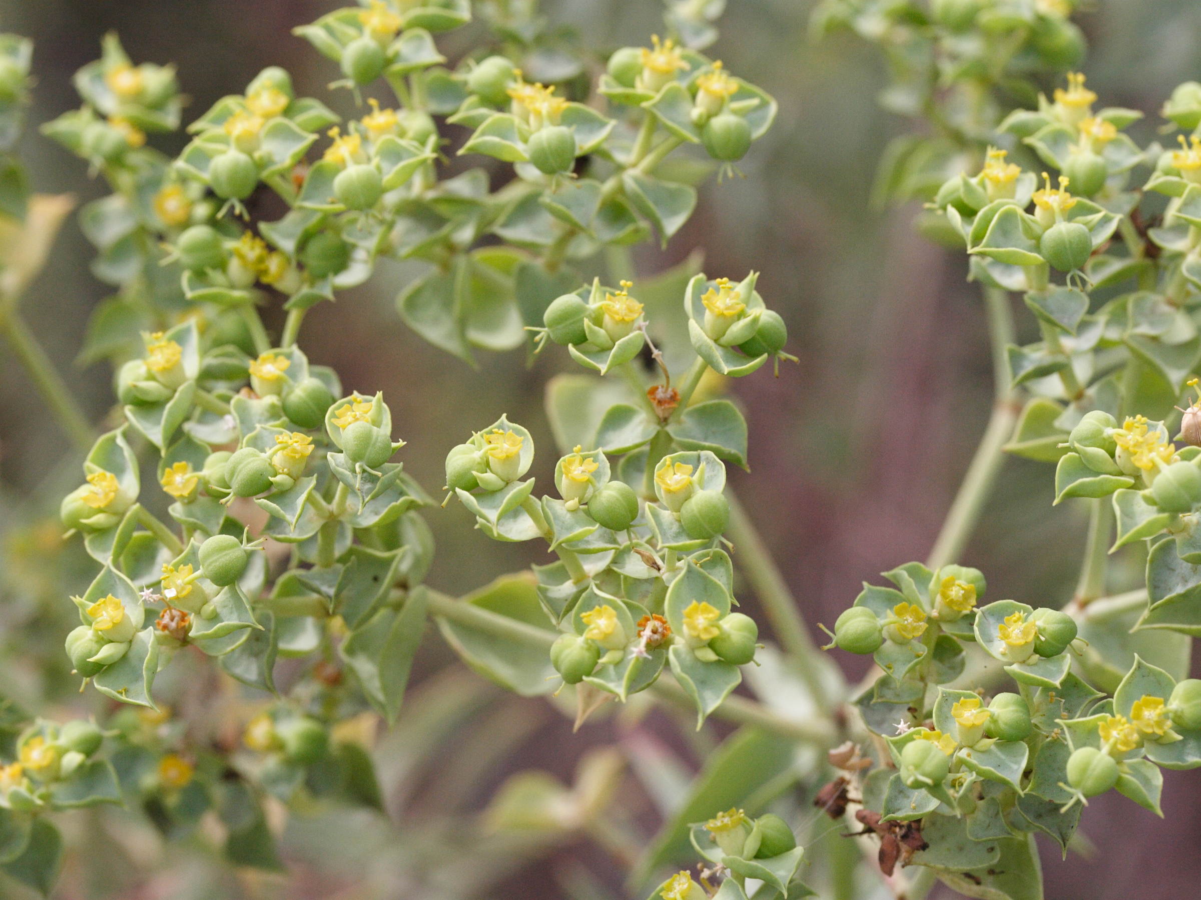 euphorbia_dendroides10md