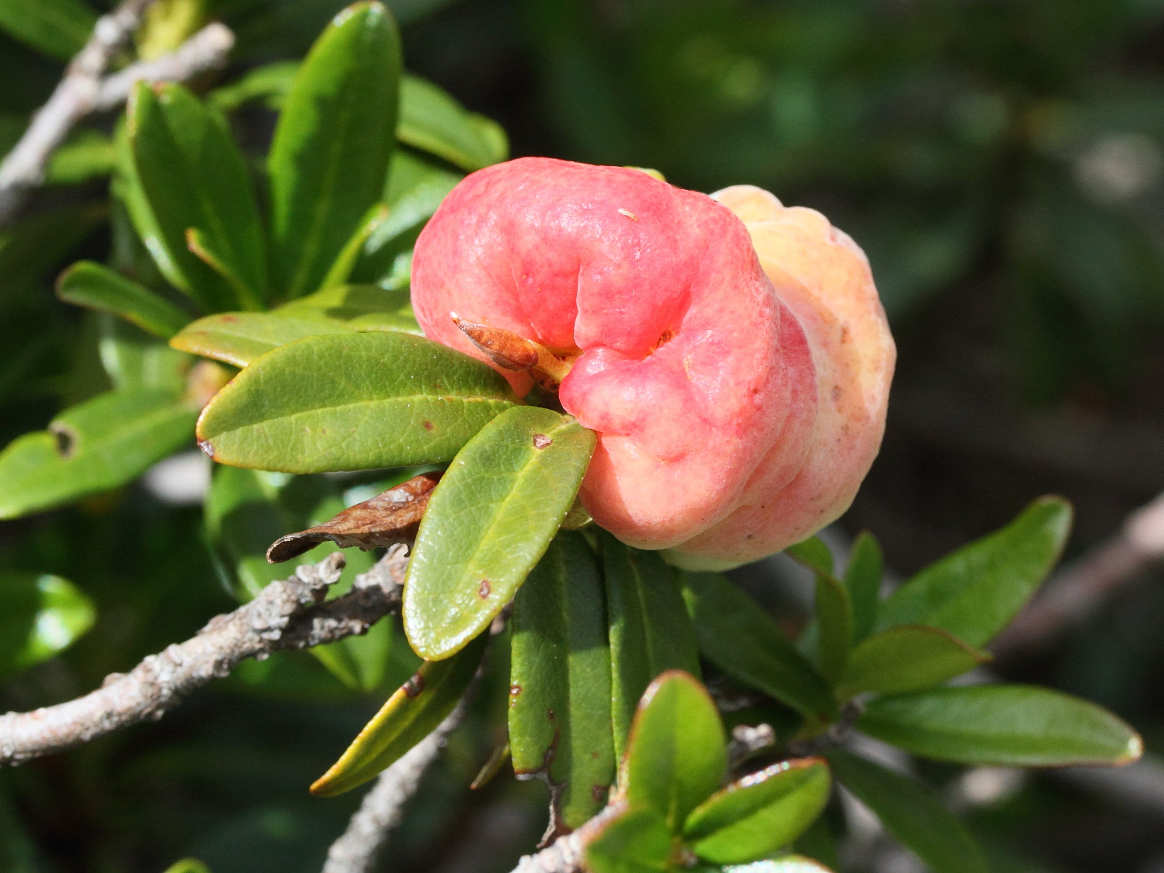 Afficher le média exobasidium_rhododendri3md exobasidium_rhododendri3md