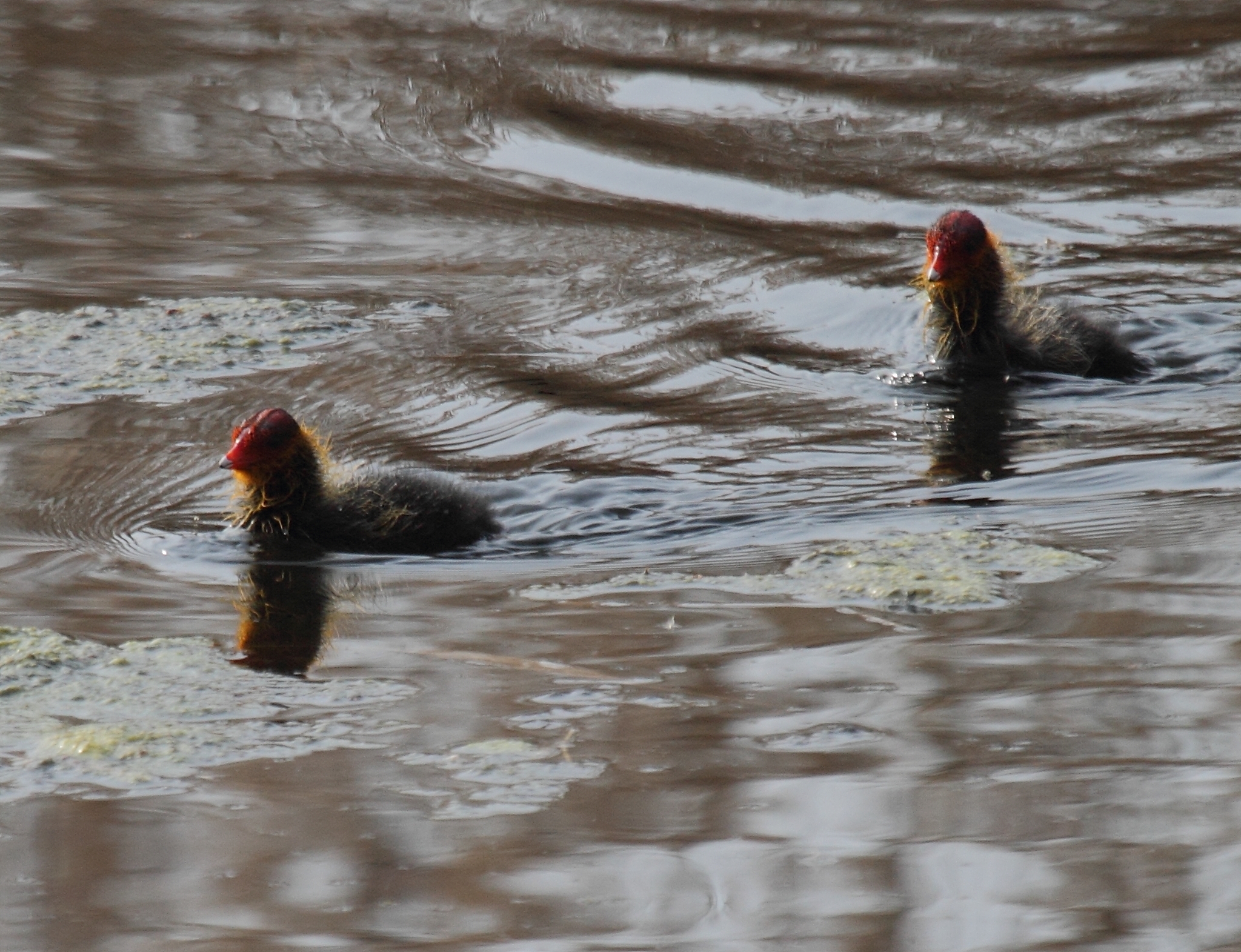 foulque_macroule_-_fulica_atra3bd