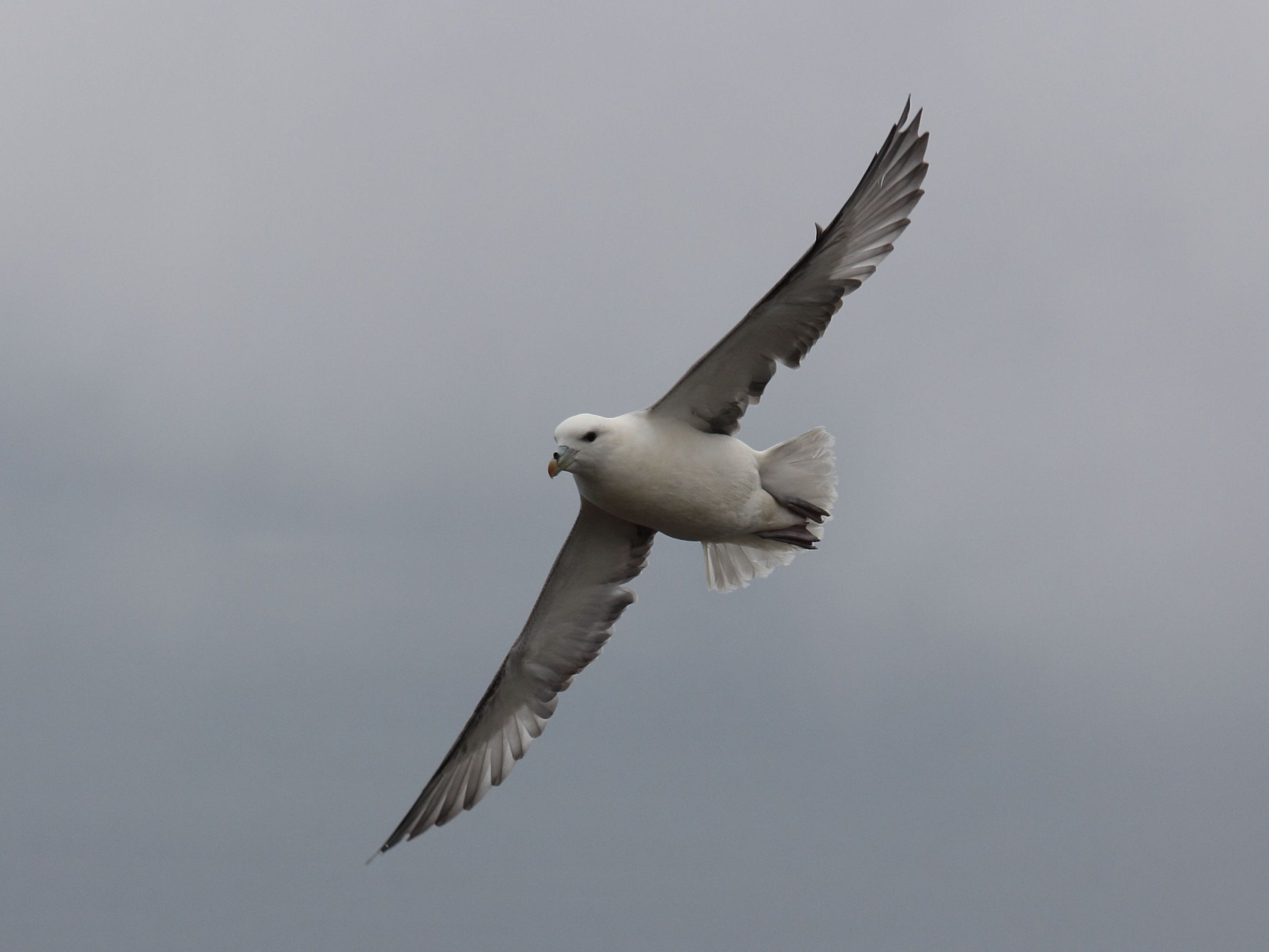 fulmar_boreal_-_fulmarus_glacialis3sd