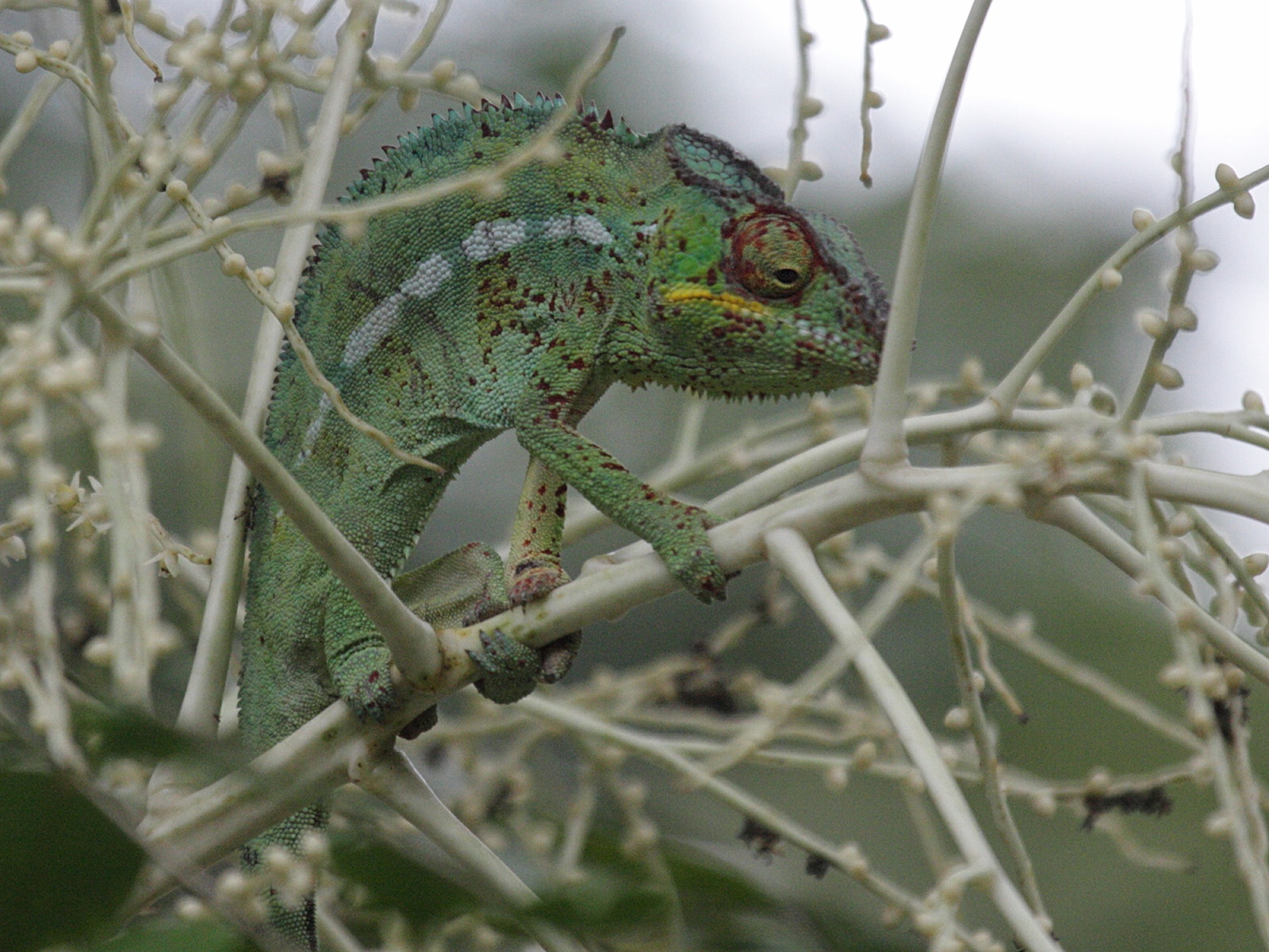 furcifer_pardalis1bd