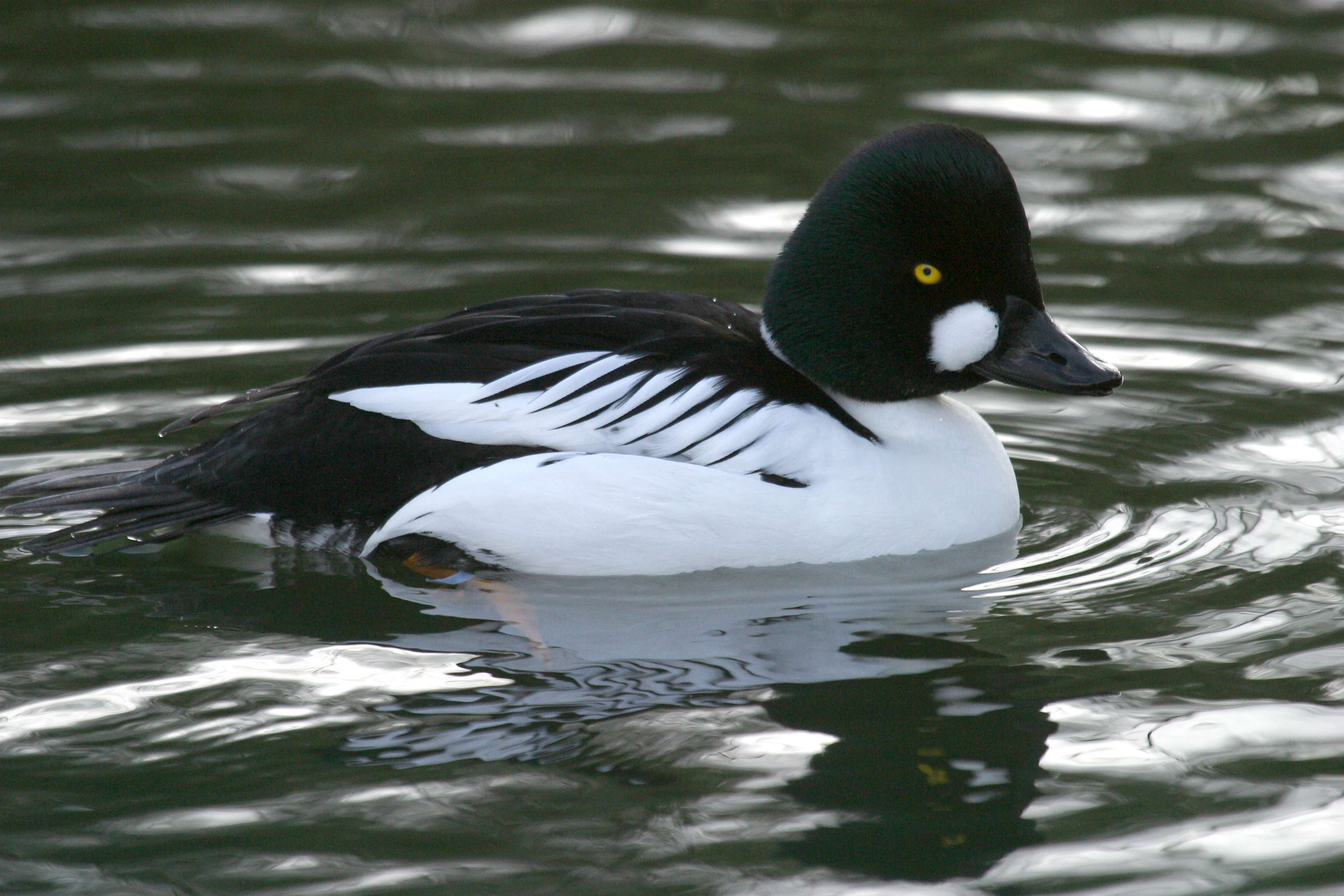 garrot_a_oeil_d-or_-_bucephala_clangula4bd