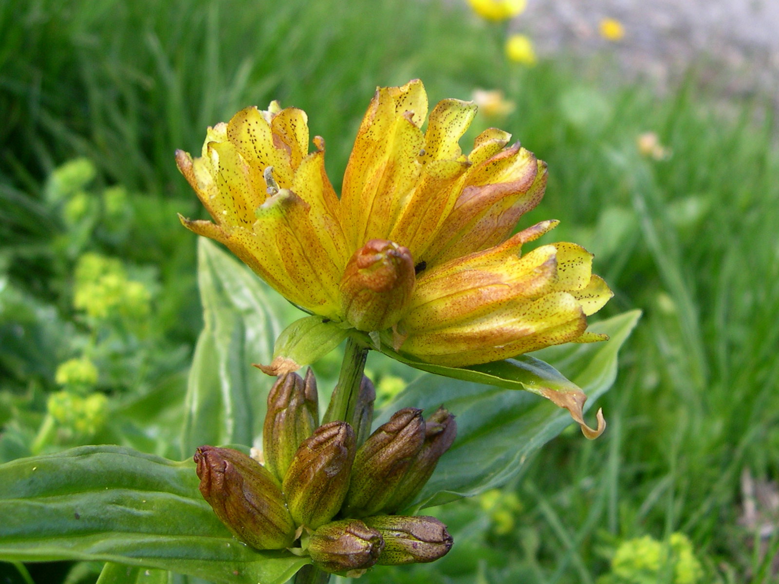 gentiana_punctata2md