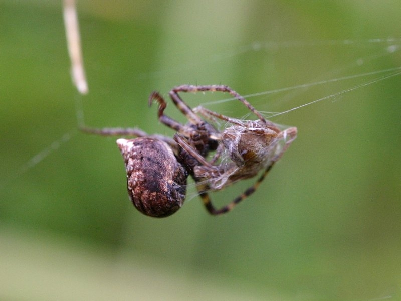 gibbaranea_bituberculata1sd