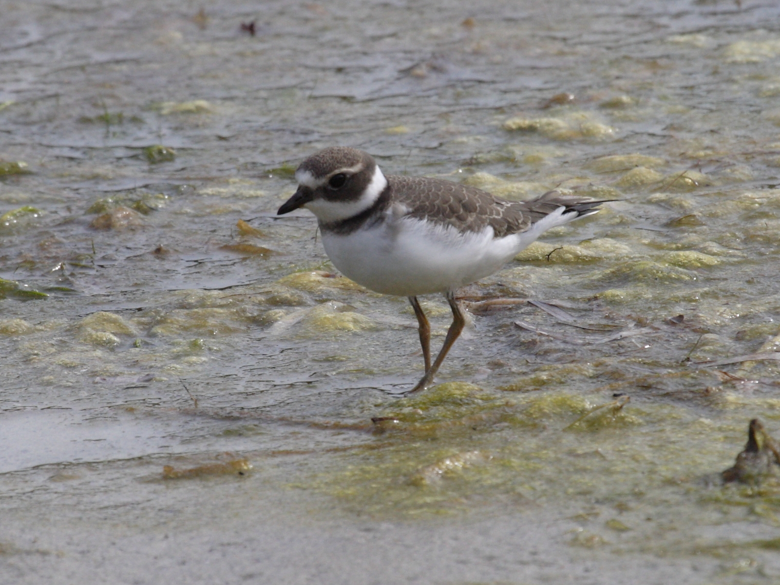 grand_gravelot_-_charadrius_hiaticula6bd