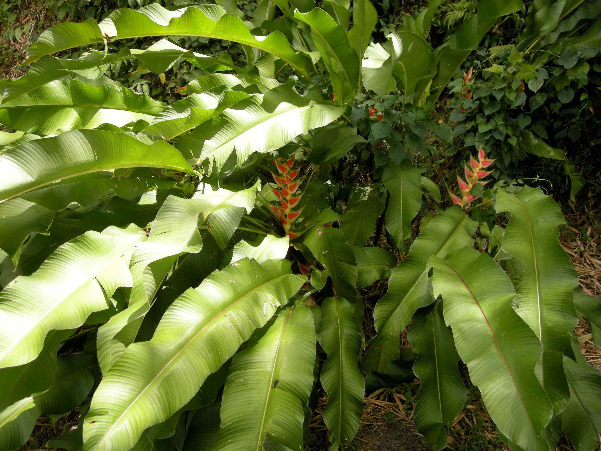 heliconia_wagneriana1md