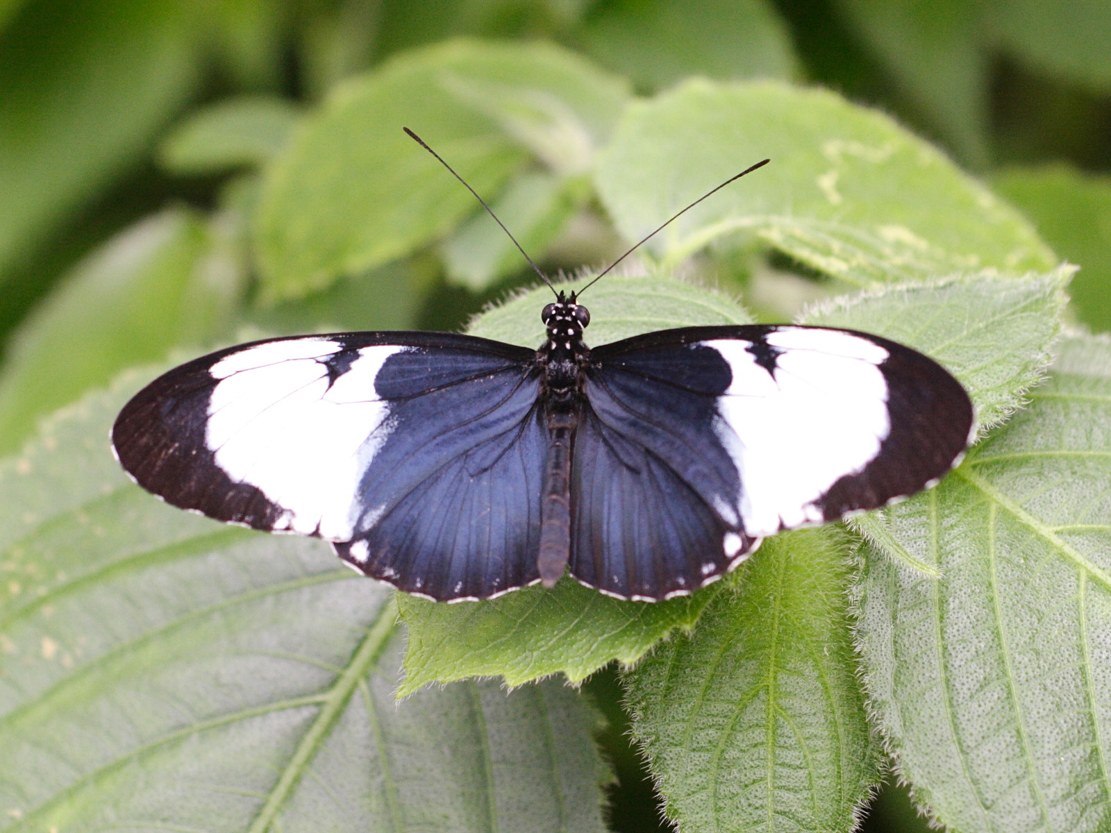 heliconius_cydno1md