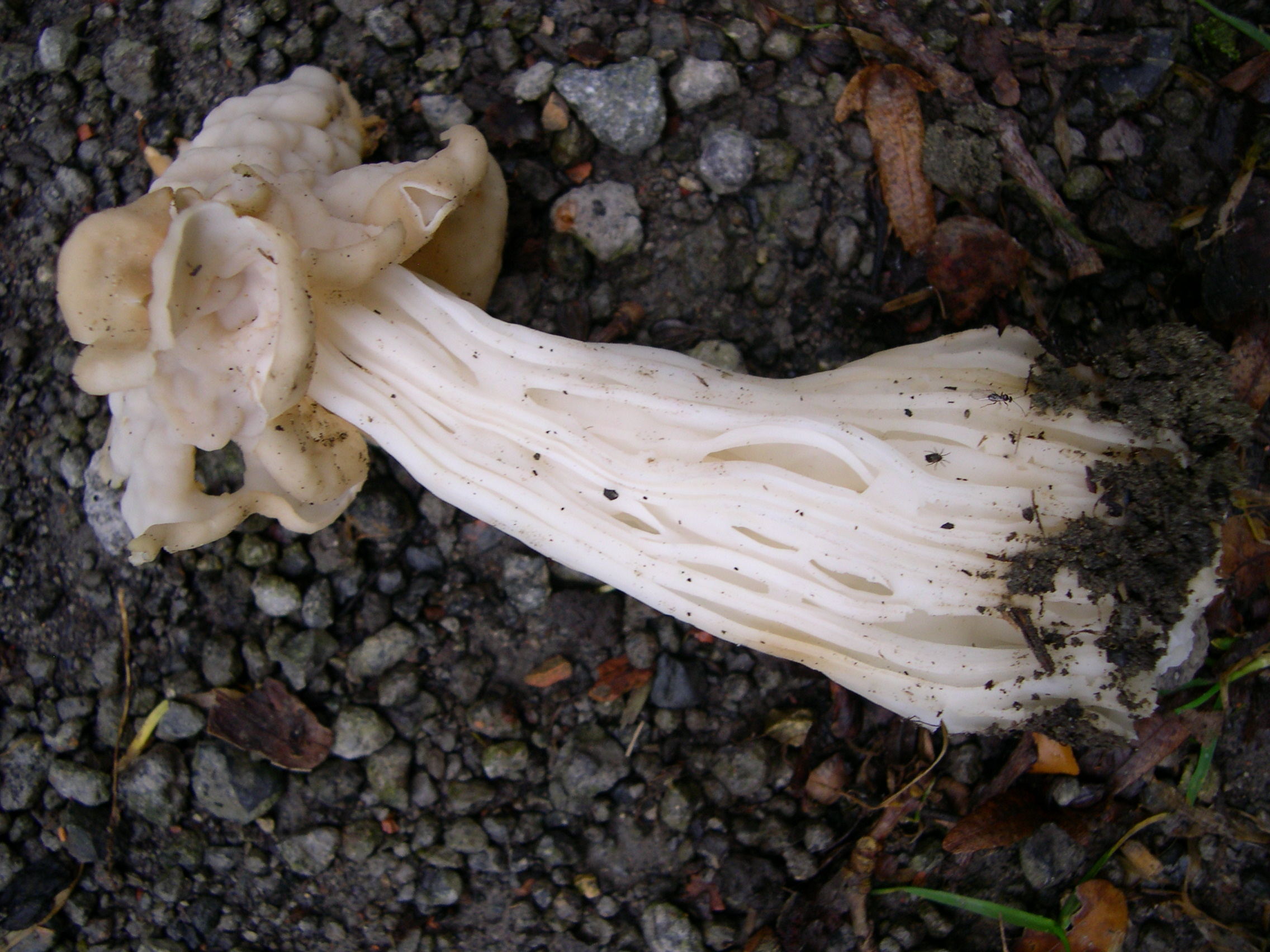 helvella_crispa1md