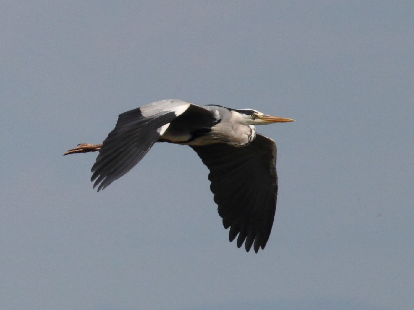 heron_cendre_-_ardea_cinerea4bd