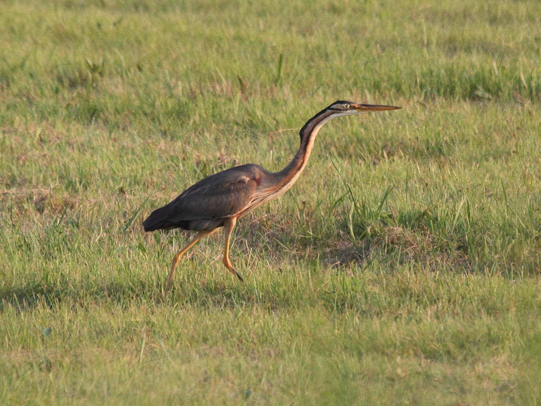 heron_pourpre_-_ardea_purpurea5bd