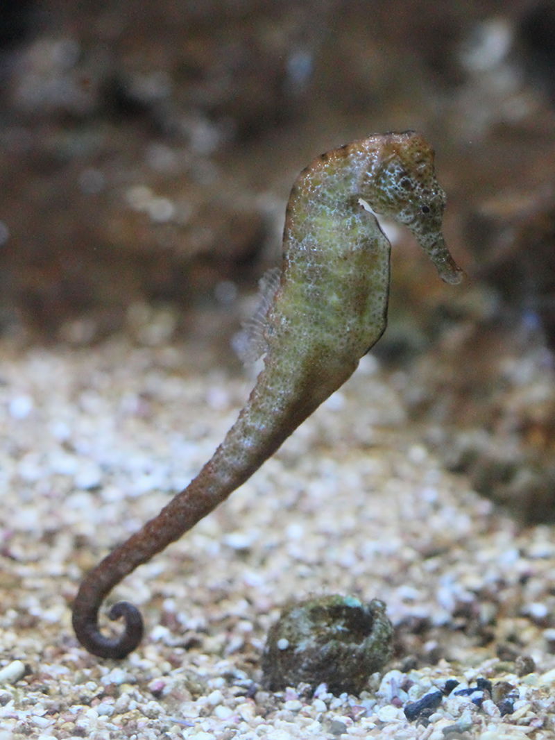 hippocampus_reidi2bd