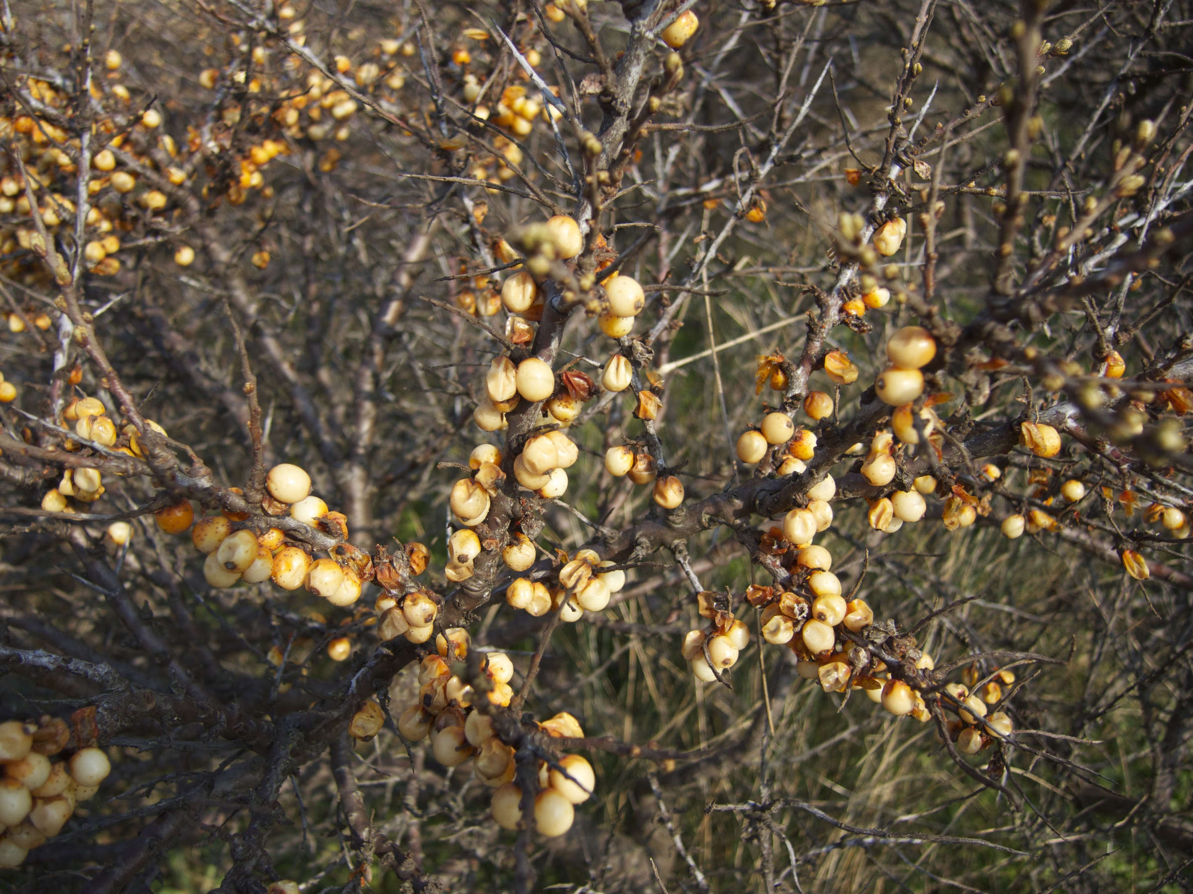 hippophae_rhamnoides4md