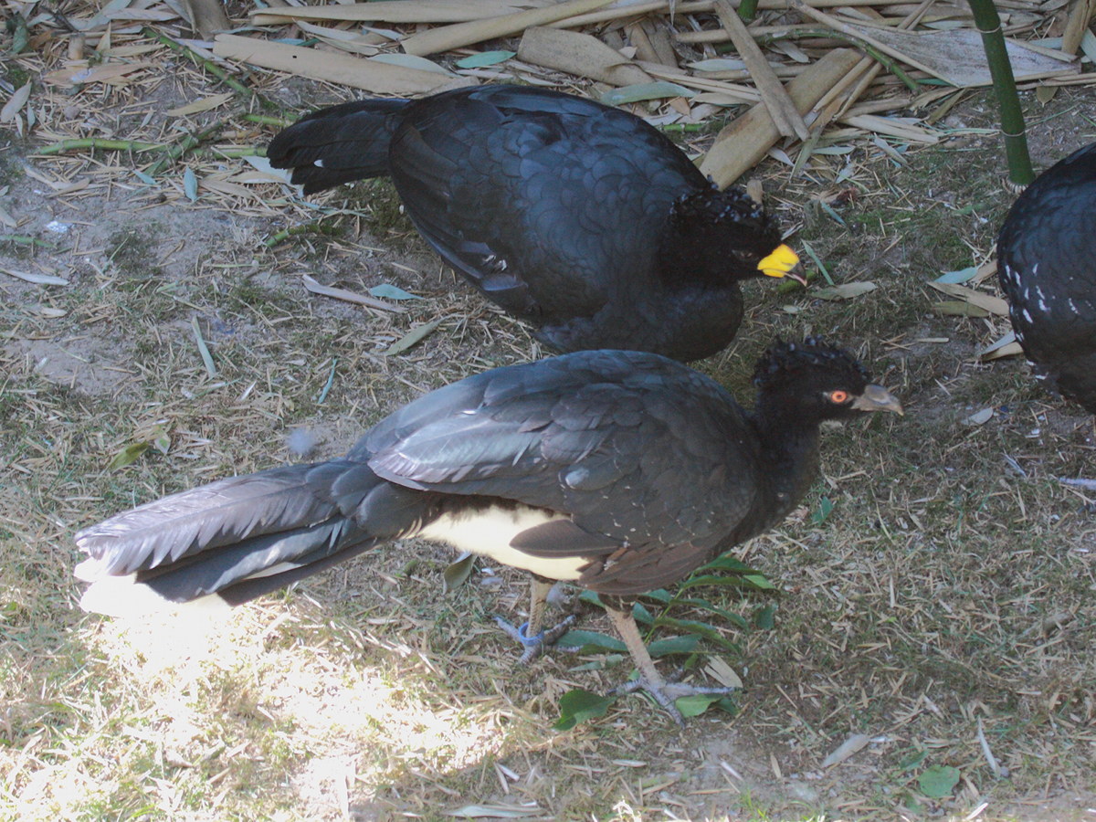 hocco_de_daubenton_-_crax_daubentoni2bd