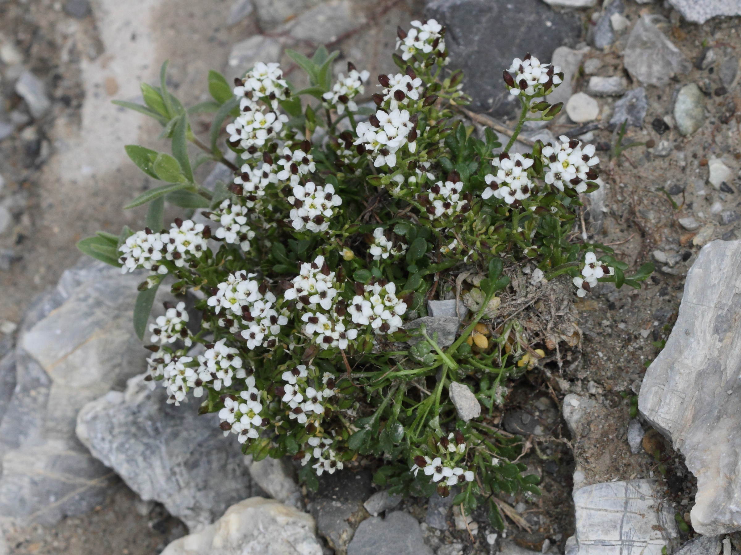 Afficher le média hornungia_alpina2bd hornungia_alpina2bd
