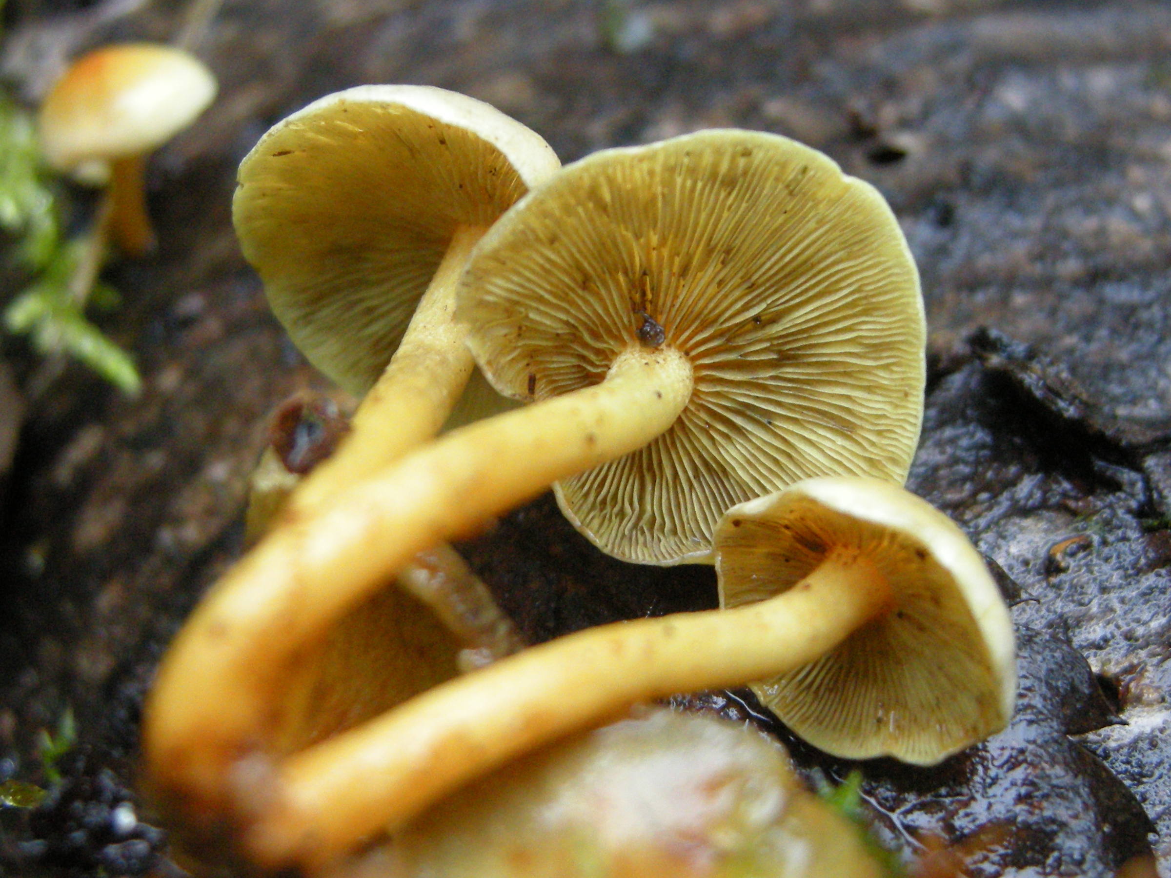 Afficher le média hypholoma_fasciculare4md hypholoma_fasciculare4md