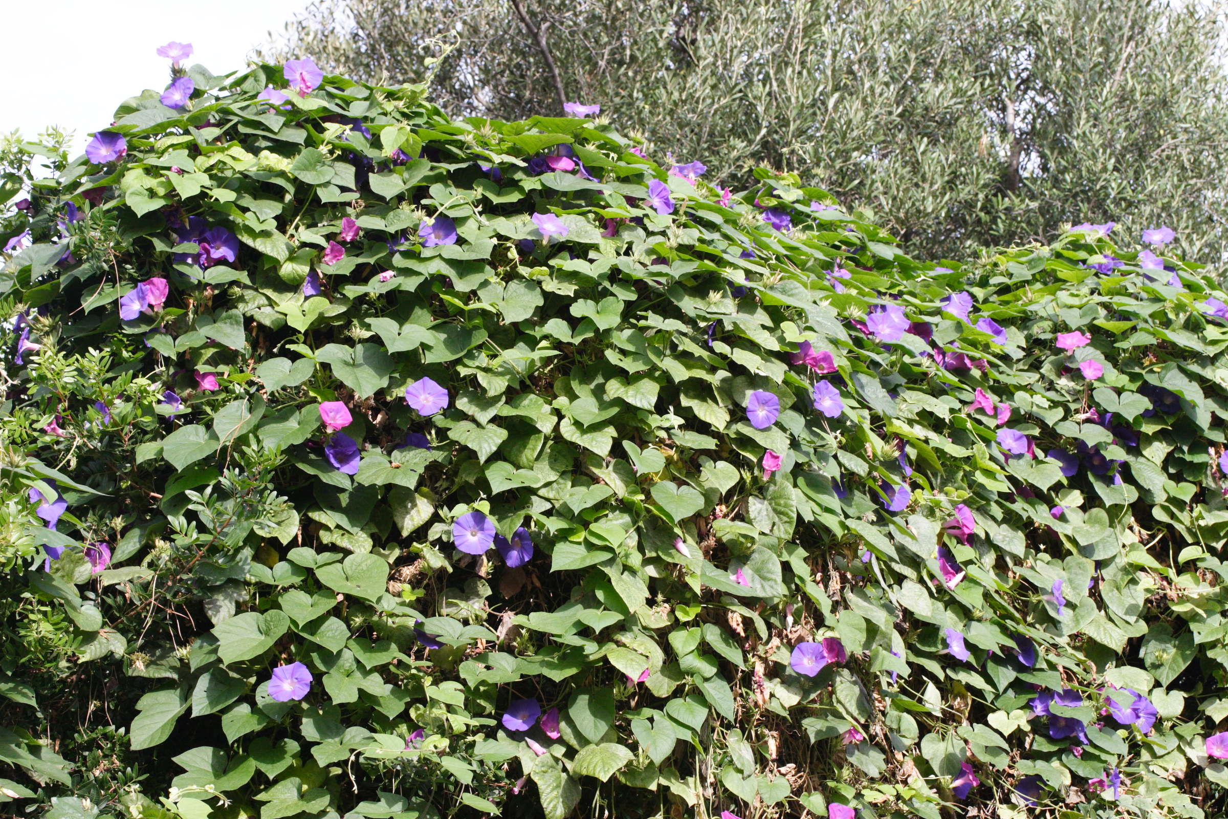 ipomoea_indica1md