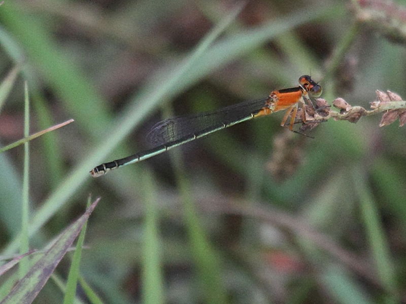 ischnura_ramburii4bd