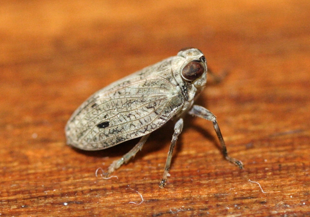 issus_coleoptratus2md