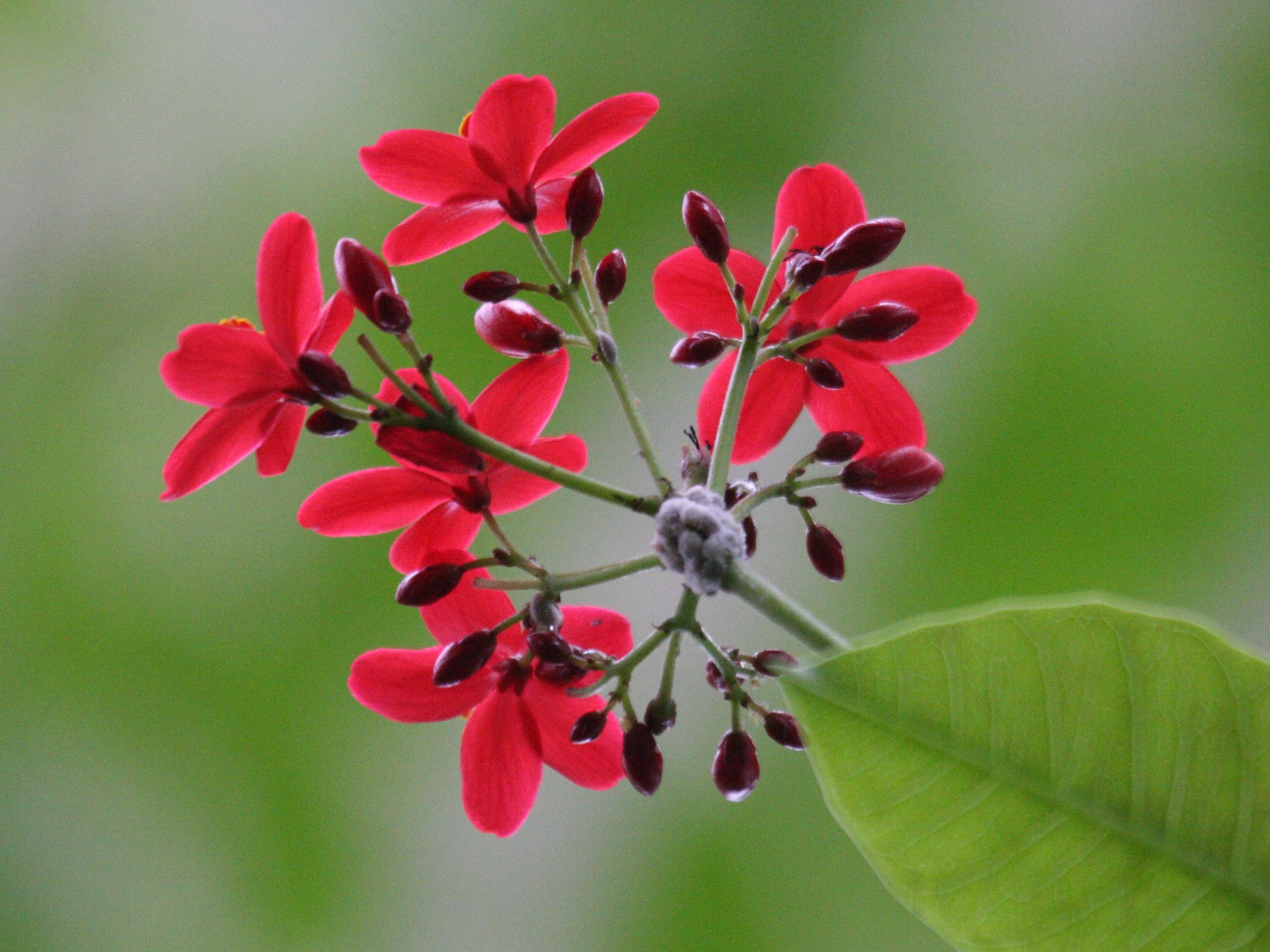 jatropha_integerrima2bd