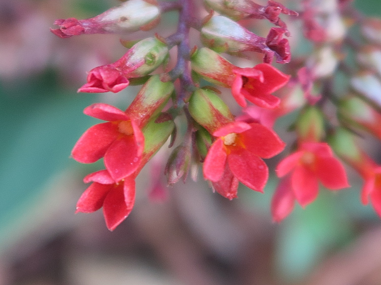 kalanchoe_blossfeldiana2md