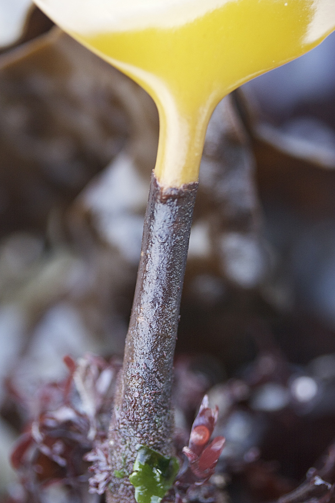 laminaria_hyperborea3md