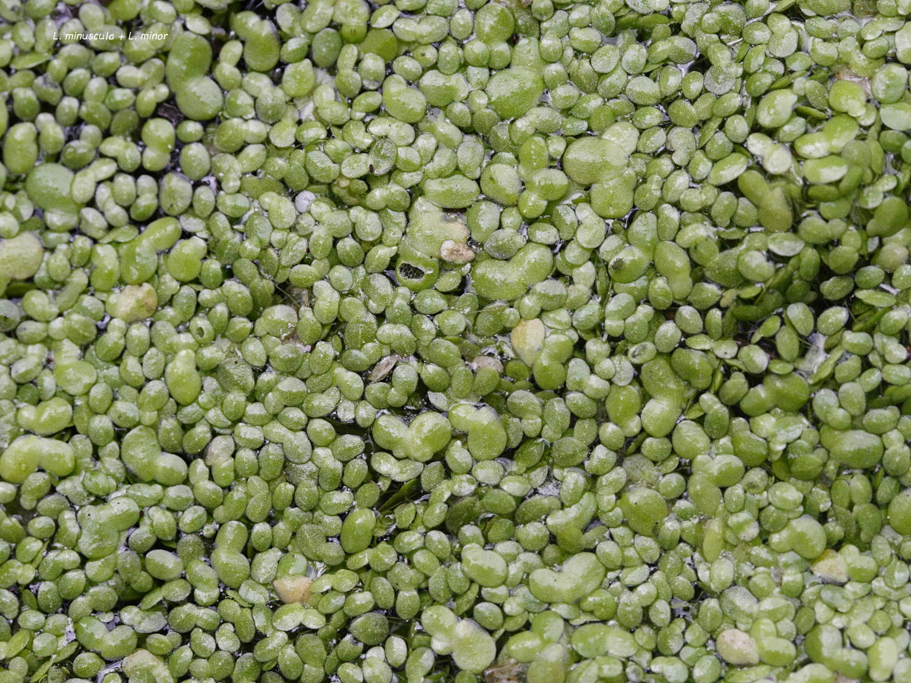 Afficher le média Lemna_minuta Lemna_minuta