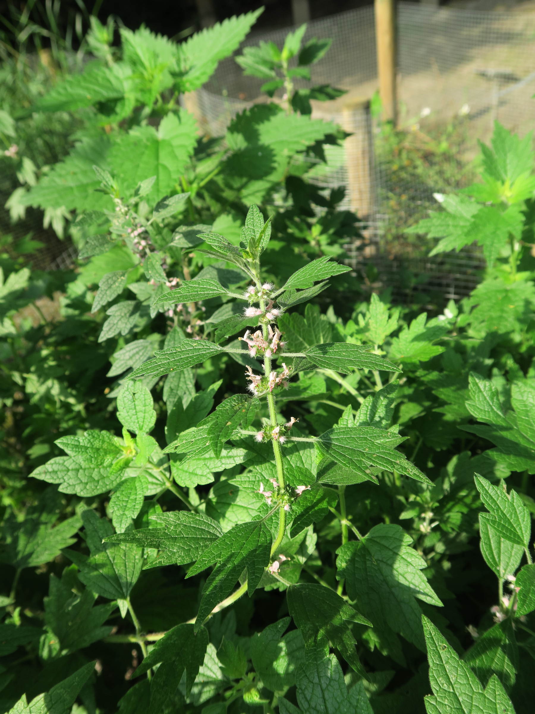 leonurus_cardiaca1md