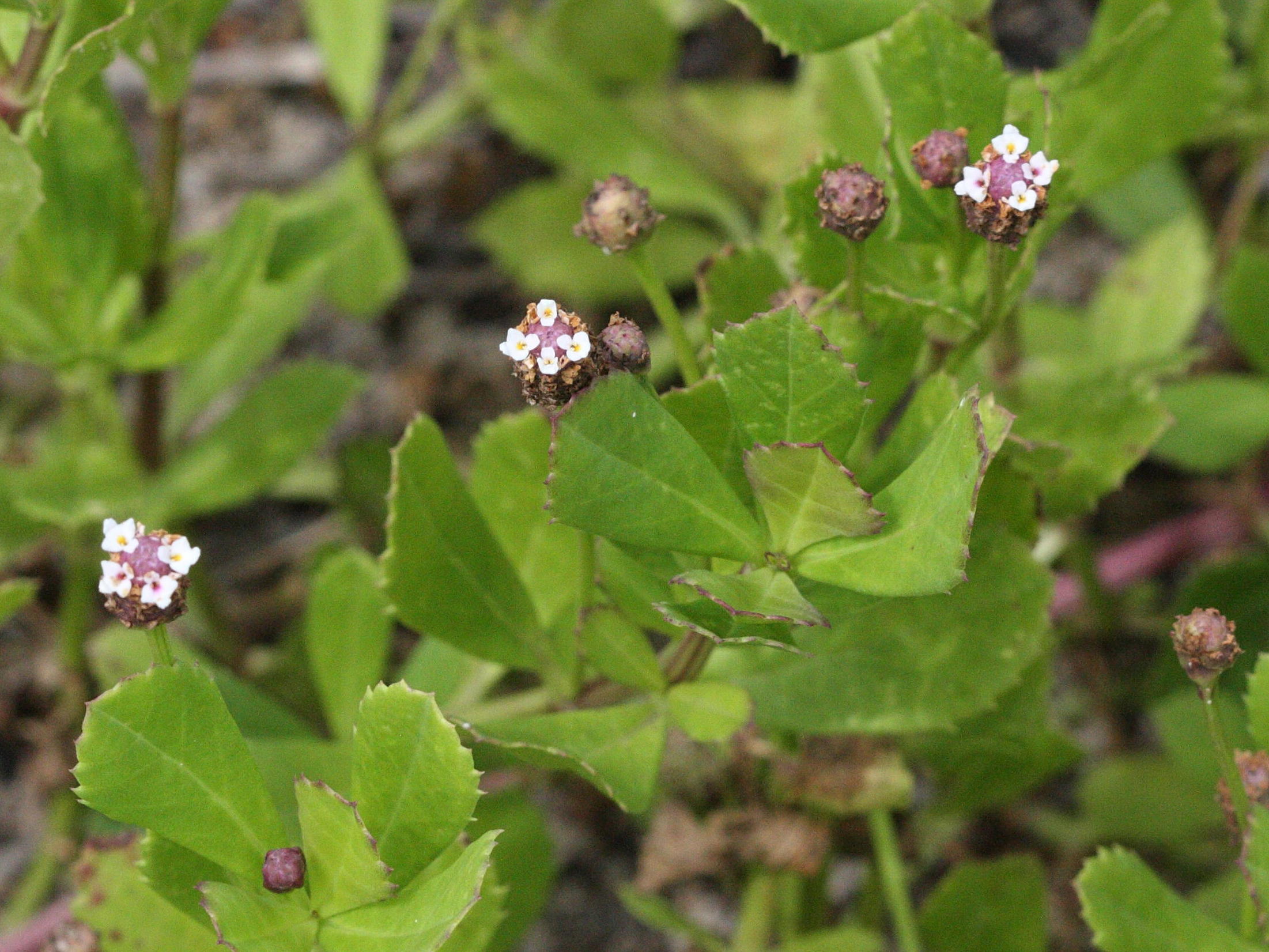 lippia_nodiflora3md