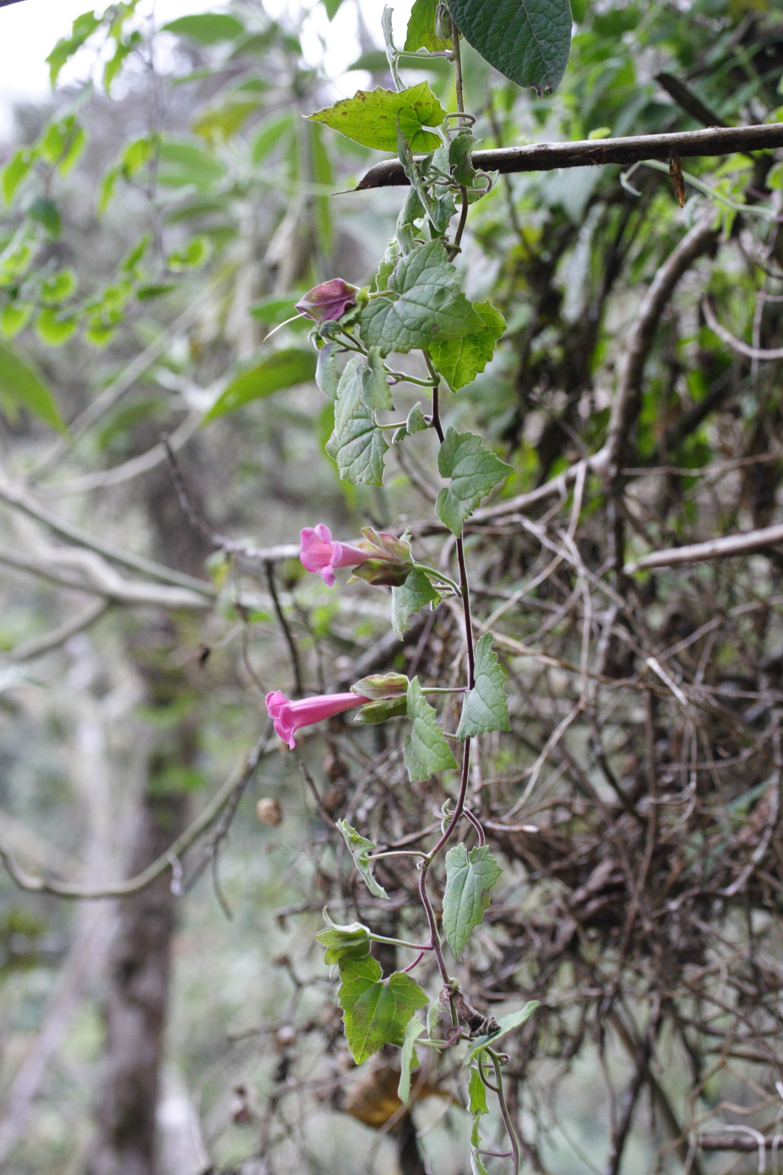 lophospermum_erubescens1md