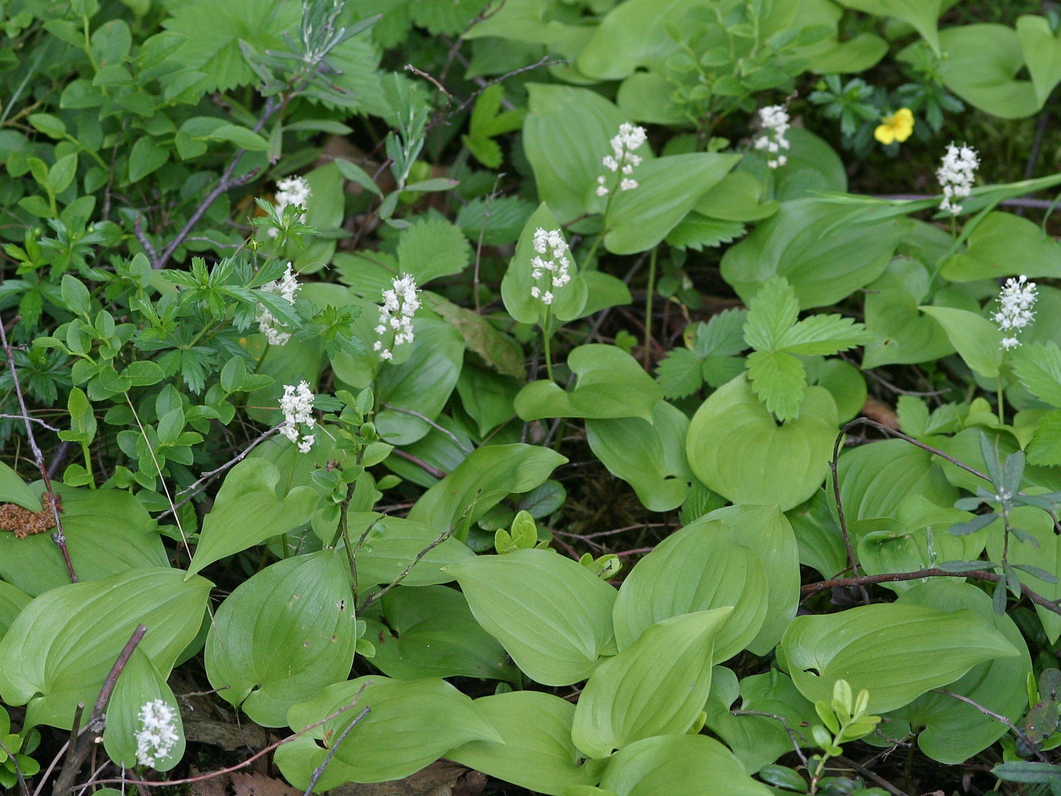 Afficher le média maianthemum_bifolium1md maianthemum_bifolium1md