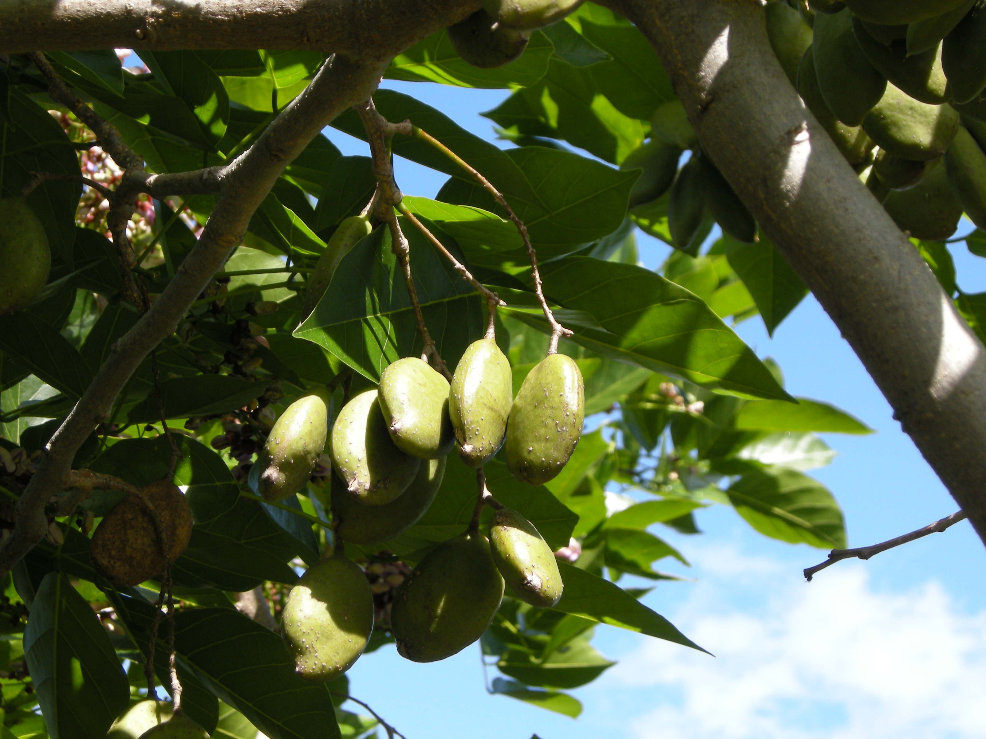 Afficher le média milletia_pinnata3md milletia_pinnata3md