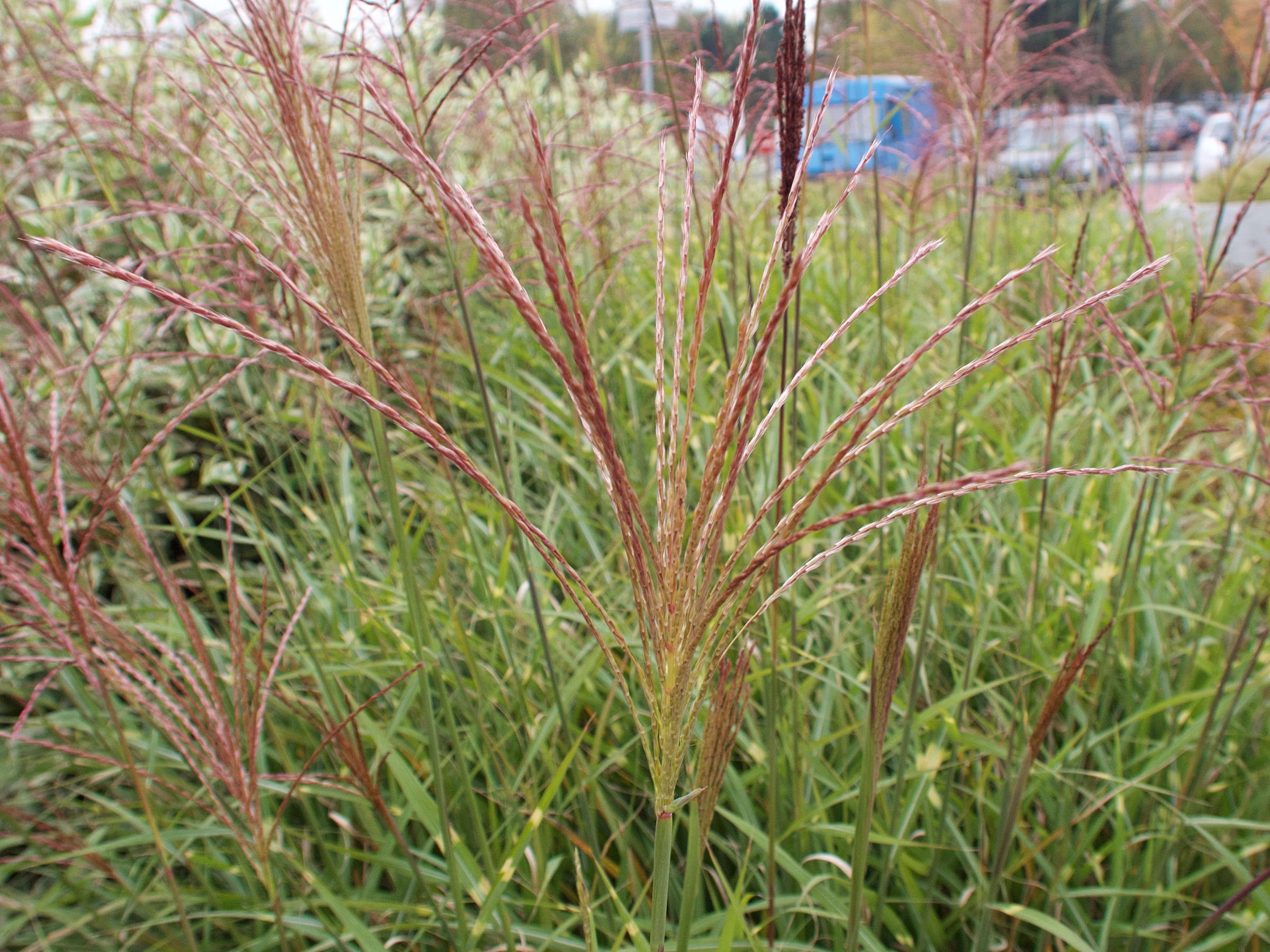 Afficher le média miscanthus_sinensis_zebrinus5md miscanthus_sinensis_zebrinus5md