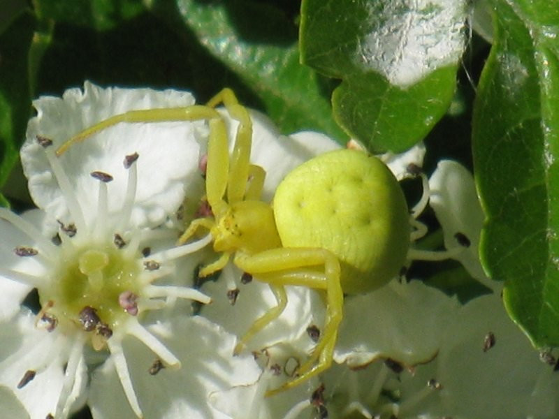 misumena_vatia8mv