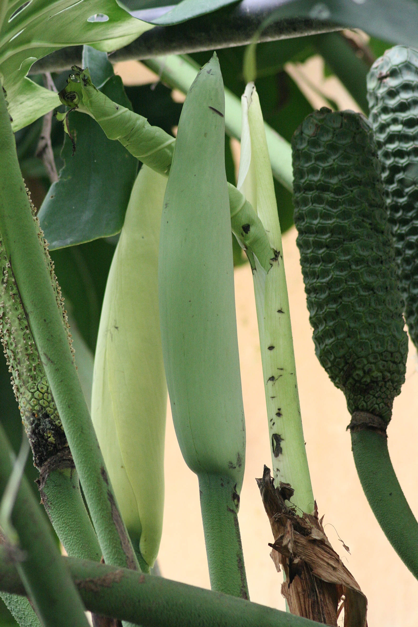 monstera_deliciosa4bd