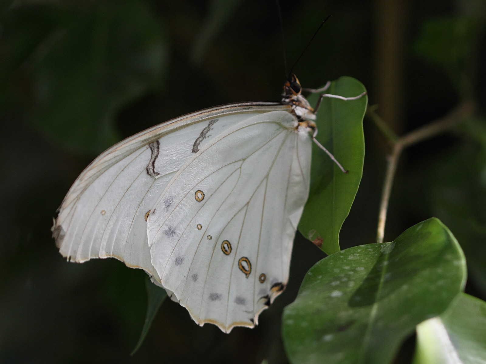 morpho_polyphemus1bd