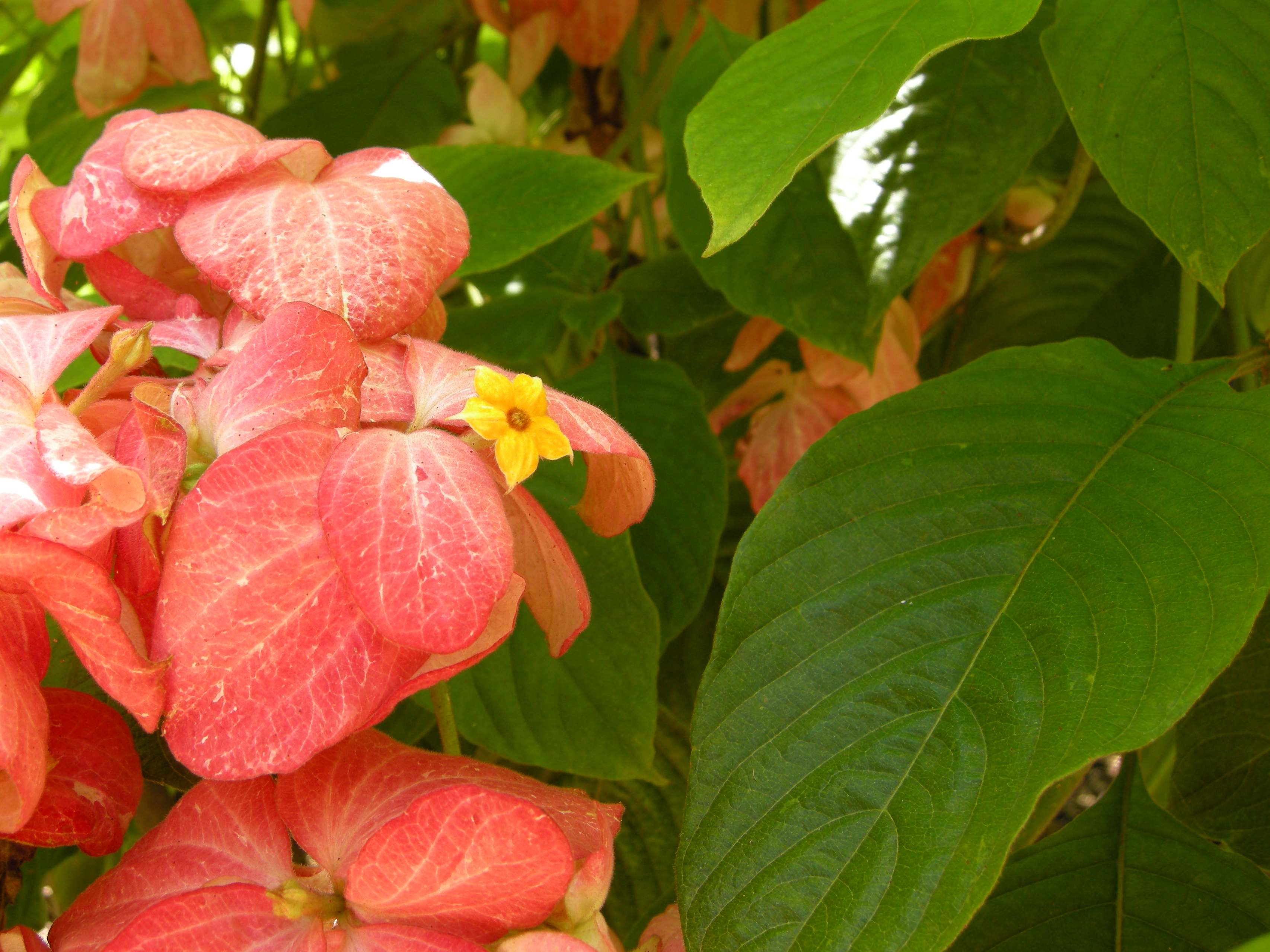 mussaenda_erythrophylla5md