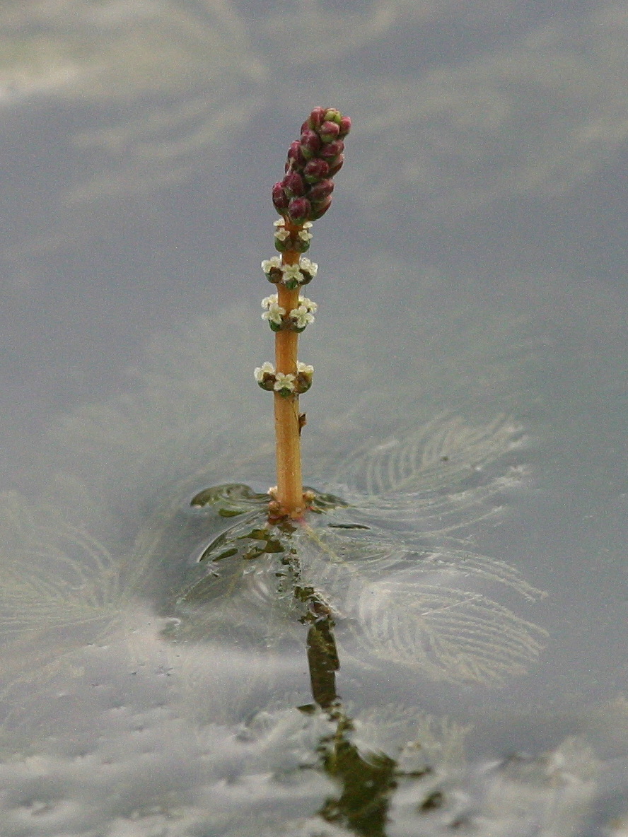 myriophyllum_spicatum3abd