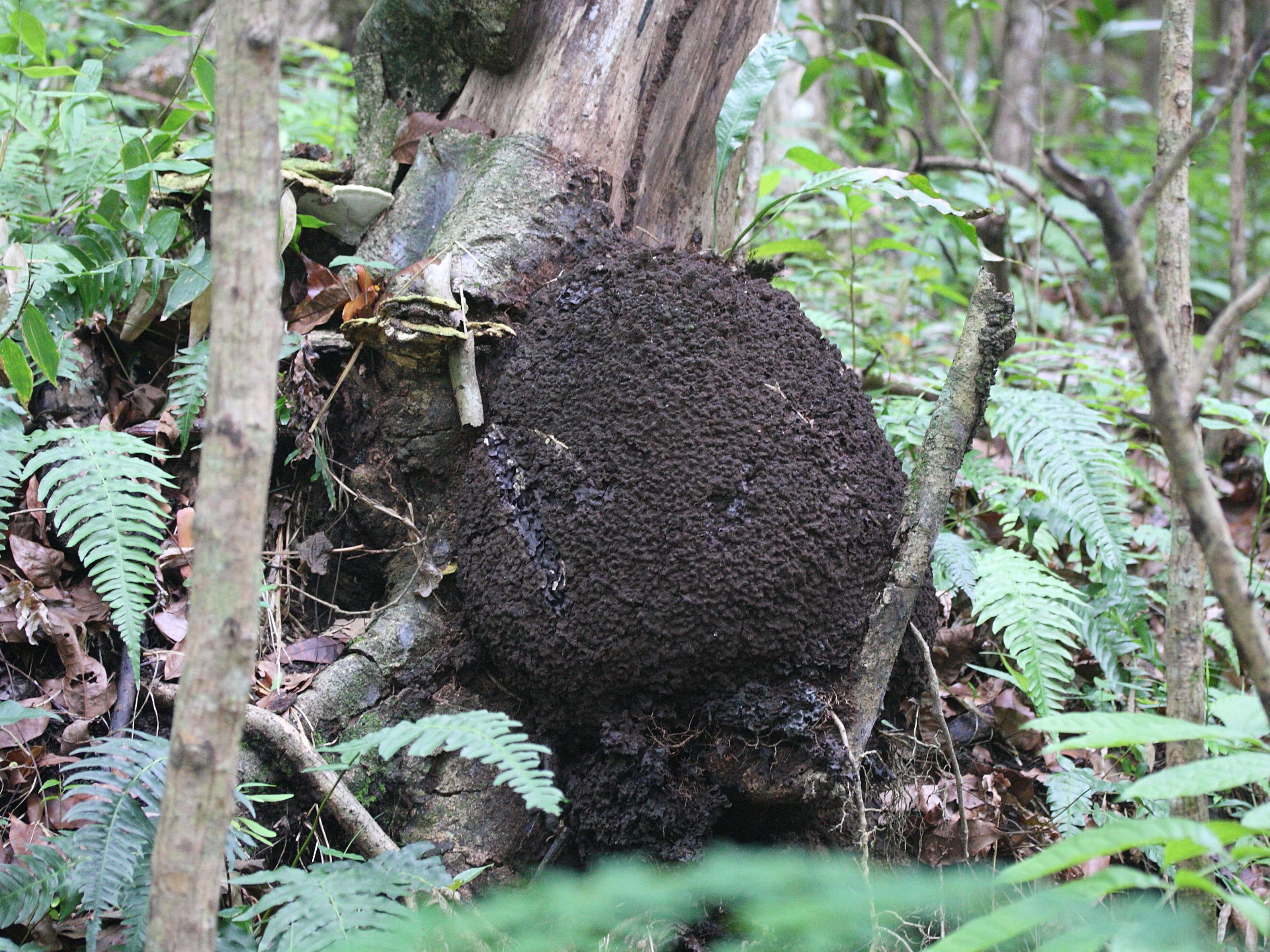 nasutitermes_corniger3bmd